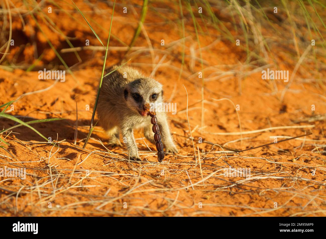 Erdmännchen-Baby (Suricata suricatta), das einen Skorpion isst. Der Schwanz des Skorpions hängt aus dem Mund. Kalahari, Südafrika Stockfoto