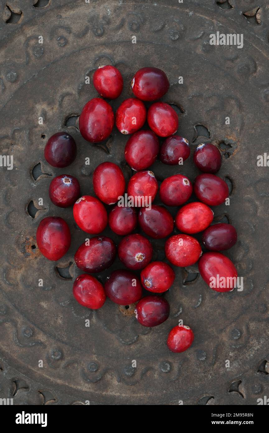 Dunkelrote Cranberrys, die auf gemusterten rostigen Metallplatten liegen Stockfoto