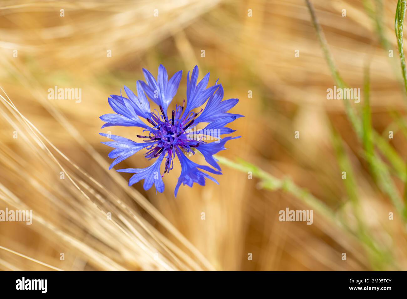 Blaues Feld Blume im Kornfeld Stockfoto