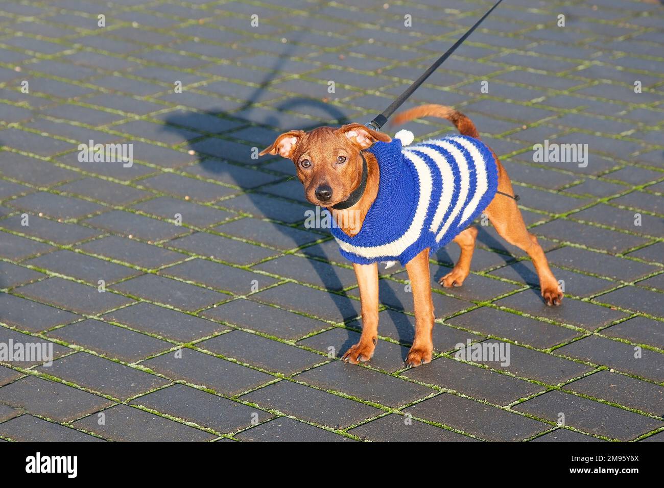 Ein Hündchen in Kleidung steht auf einem Fußweg. Ein kleiner Hund in einer Weste an der Leine. Mit einem Haustier in der Stadt spazieren gehen. Mini-Pinscher. Stockfoto