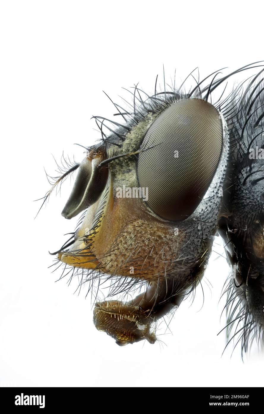 Extrem Macro 5x, Hausfliege, Moscarda Big Fly, Flaschenfliege Calliphora vicina isoliert auf weißem Hintergrund Stockfoto