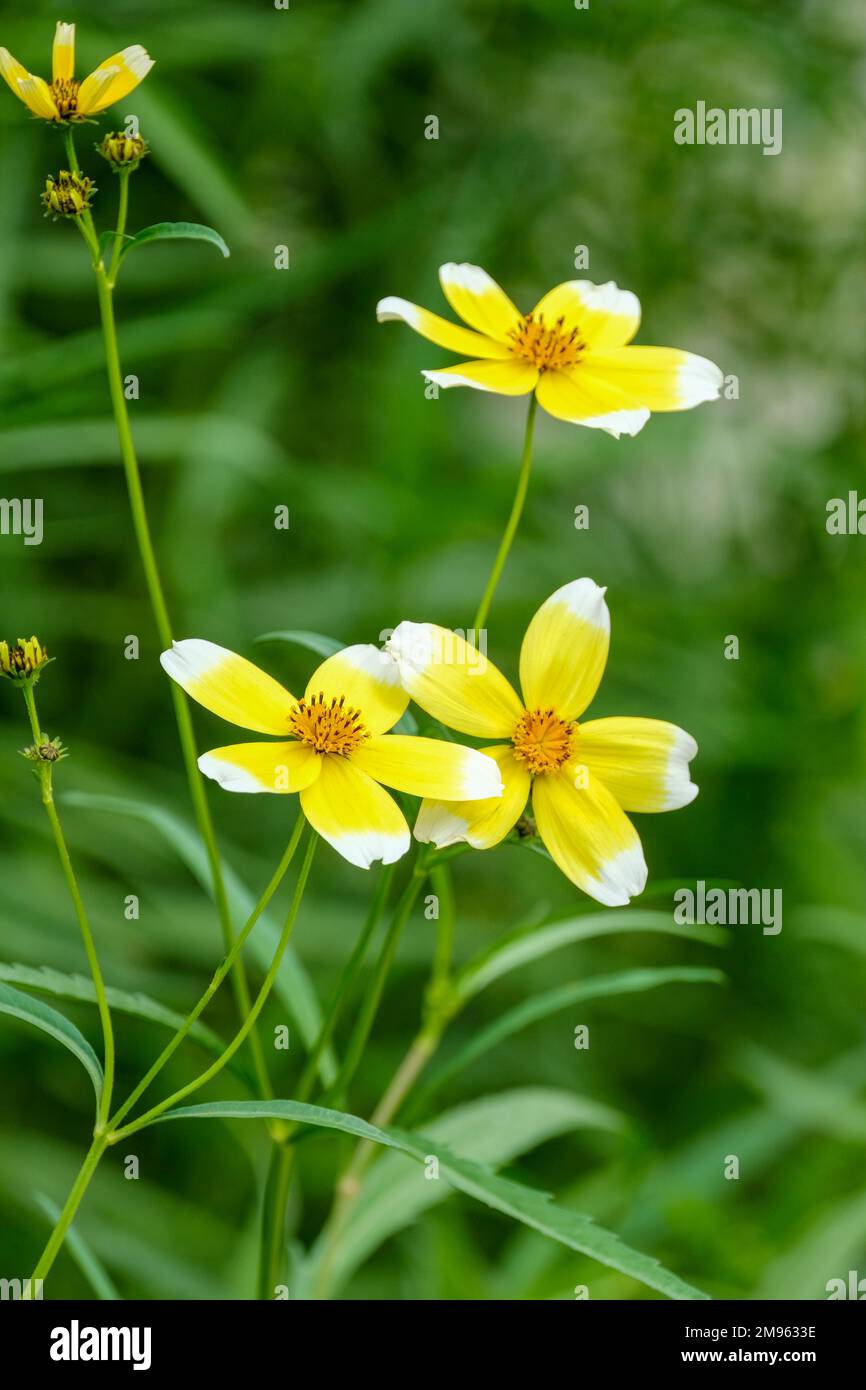 Limnanthes douglasii, „pochierte Eizelle“, die Blütenmitte sieht aus wie das Eigelb eines Eies, wobei das Weiß des Eies außen liegt. Stockfoto