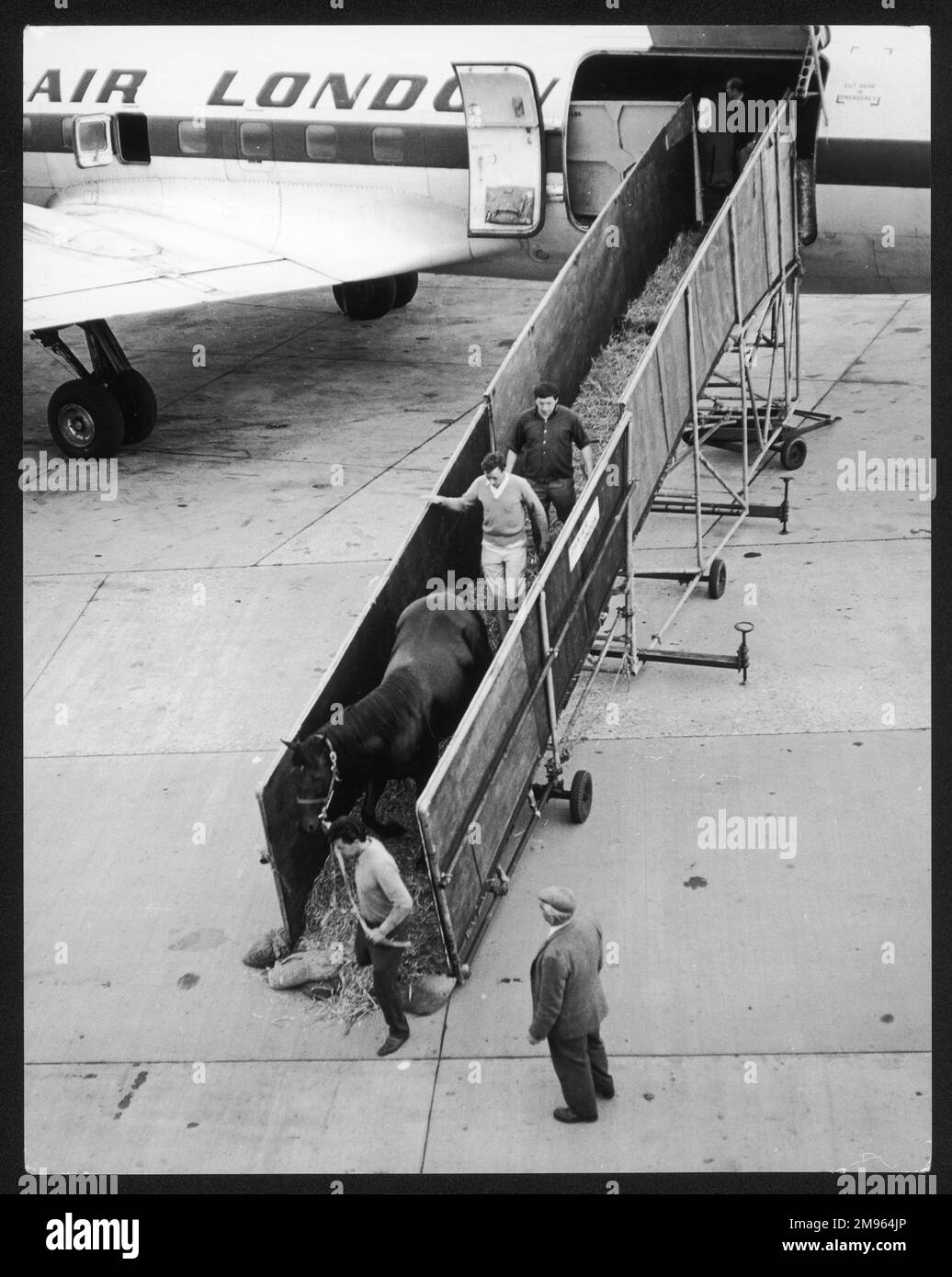 Sie entladen Rennpferde am Flughafen Gatwick, Sussex, England, von einem Dan Air Douglas DC-7 Frachter. Stockfoto