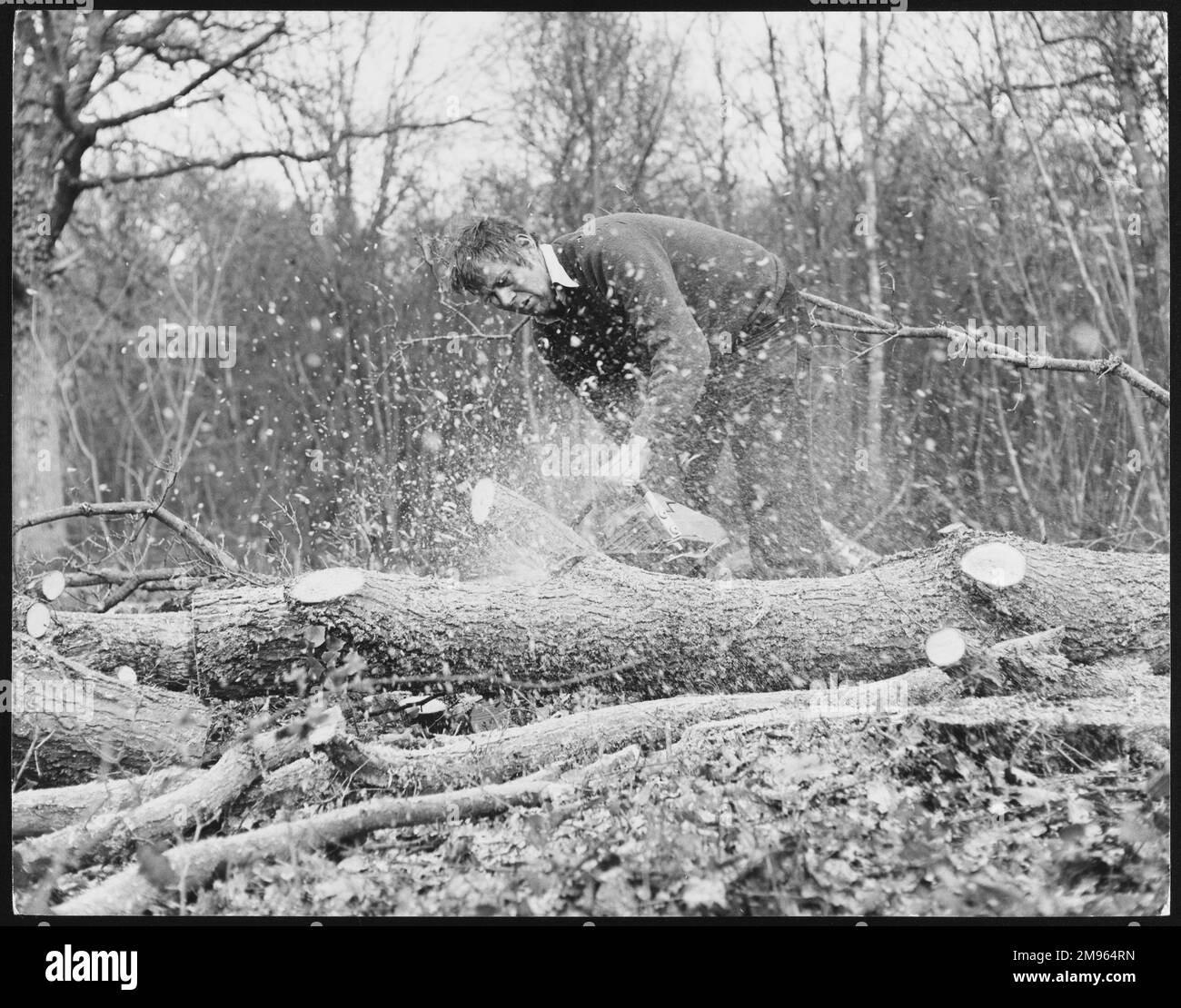 Ein Mann sägt Äste von einem Baum mit einer Benzinkettensäge, mit Holzschnitzeln und Sägemehl, die überall herumfliegen. Stockfoto