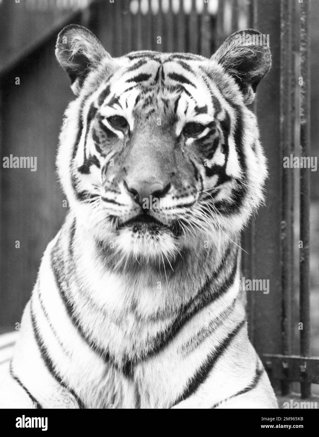 Nahaufnahme eines Tigers. Stockfoto