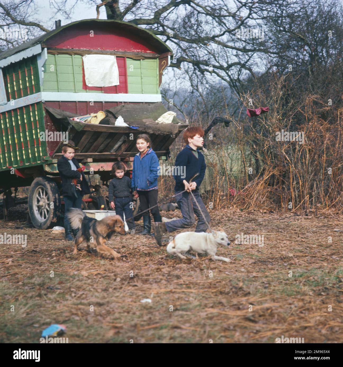 Vier Zigeunerkinder und ihre Hunde vor der bunt bemalten Familienkarawane in einem Lager in Surrey Stockfoto