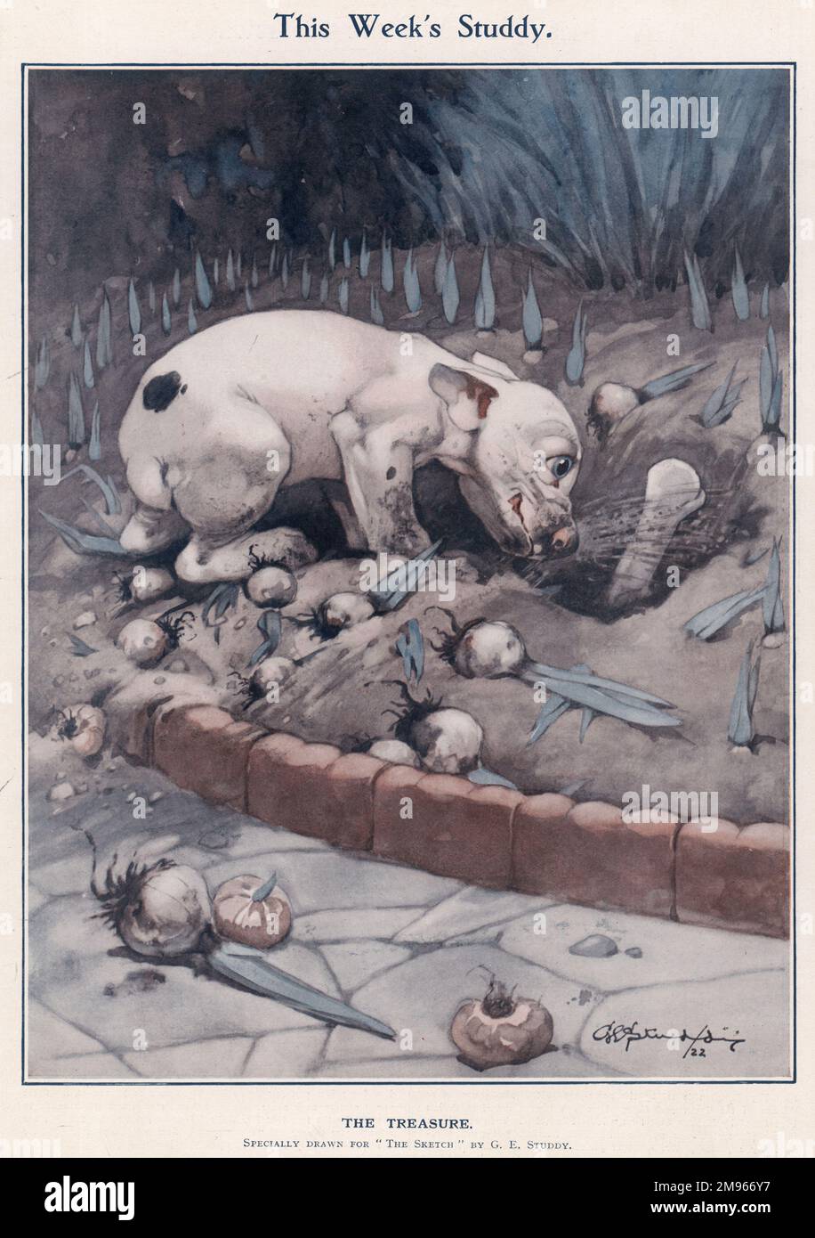 Bonzo, die komische Hundeschöpfung von George Studdy, gräbt unzählige Zwiebeln aus, die sorgfältig an einer Gartengrenze gepflanzt wurden, um seinen Knochen zurückzuholen. Die Kreditlinie muss lauten: ©Estate of George Studdy/Gresham Marketing Ltd./Mary Evans Stockfoto