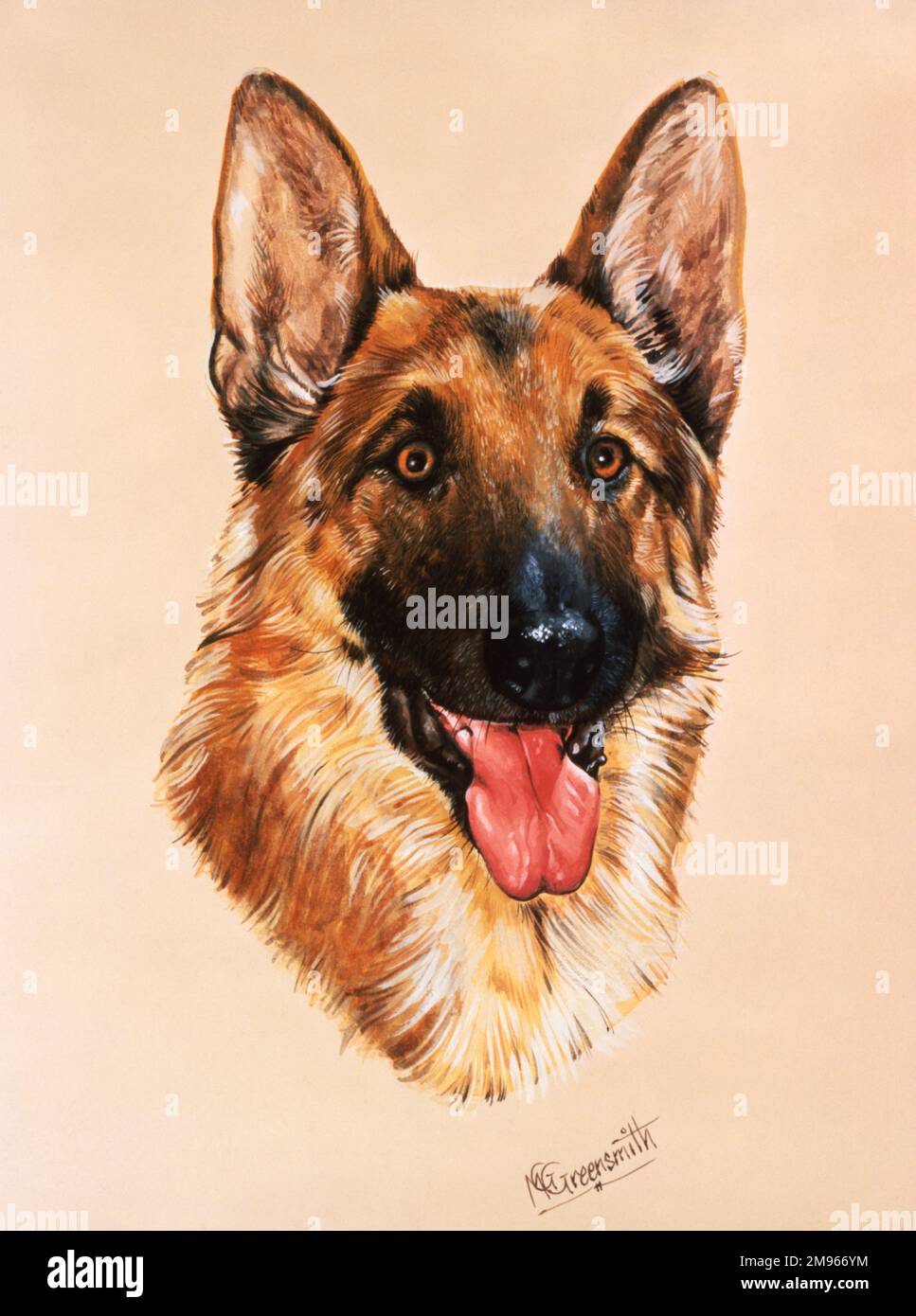 Ein Porträtbild von Malcolm Greenwmith von einem elsässischen Hund, auch bekannt als deutscher Hirte Stockfoto