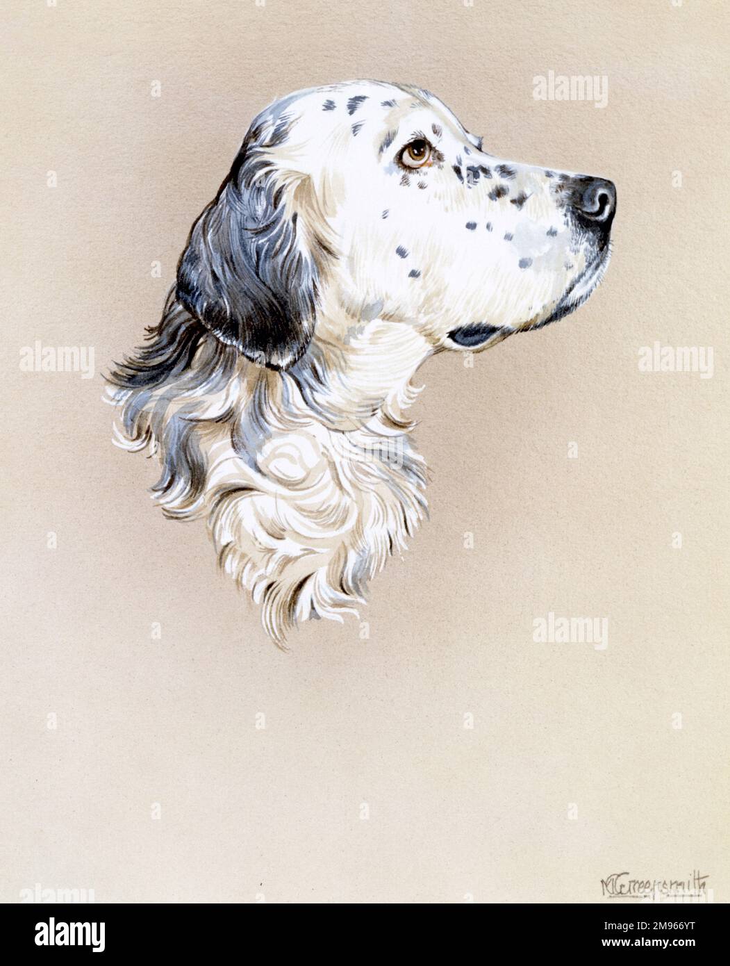 Ein detailliertes Bild im Profil eines englischen Setter Hundes von Malcolm Greensmith. Stockfoto