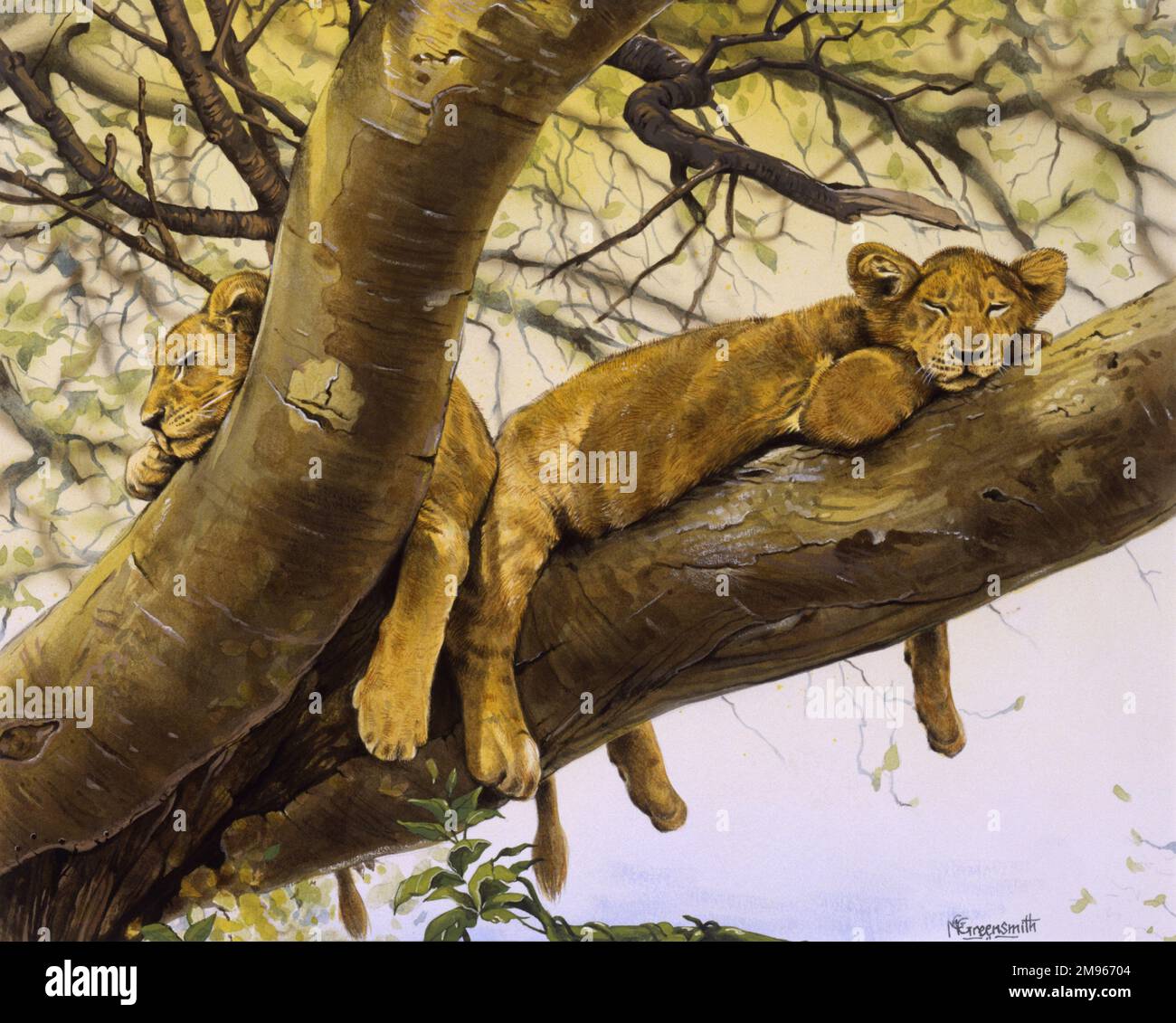 Zwei junge Löwenjungen (Panthera leo) schlafen in den großen unteren Zweigen eines Baumes südlich der Sahara. Malerei von Malcolm Greensmith Stockfoto
