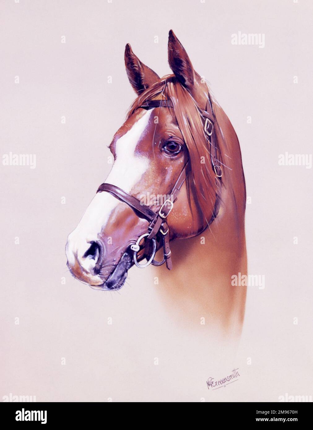 Ein sehr detailliertes Porträtbild eines Pferdes von Malcolm Greensmith. Stockfoto