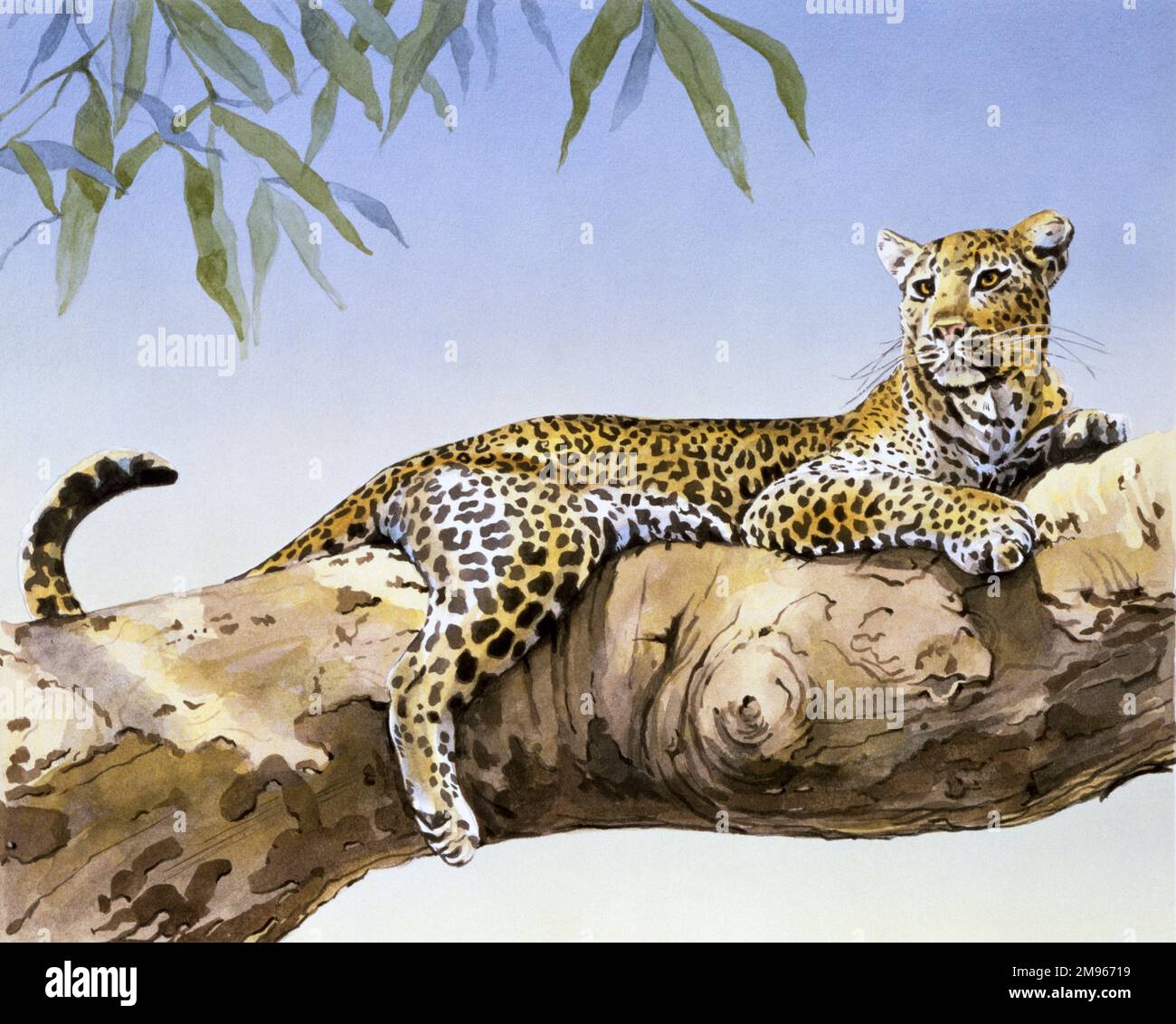 Ein männlicher Leopard (Panthera pardus), der in den großen unteren Zweigen eines Baumes in Afrika südlich der Sahara sitzt. Malerei von Malcolm Greensmith Stockfoto