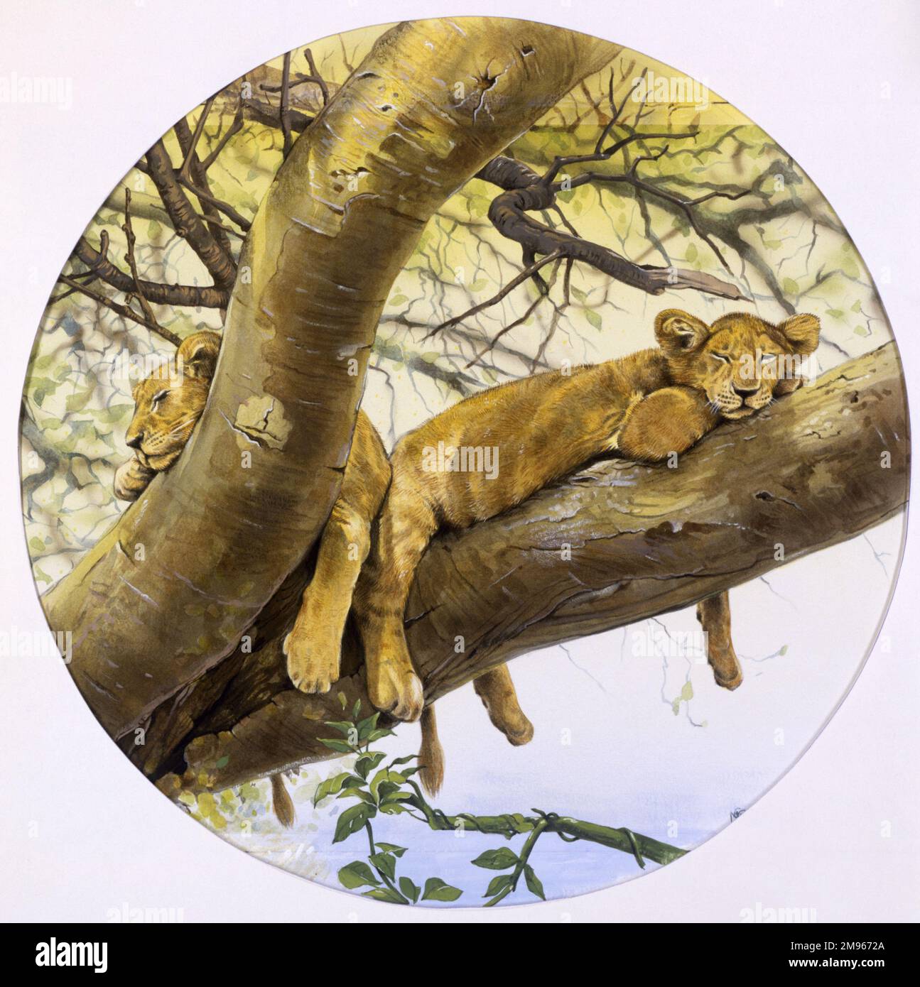Zwei Löwenjungen (Panthera leo) schlafen in den großen unteren Zweigen eines Baumes in Afrika südlich der Sahara. Malerei von Malcolm Greensmith Stockfoto