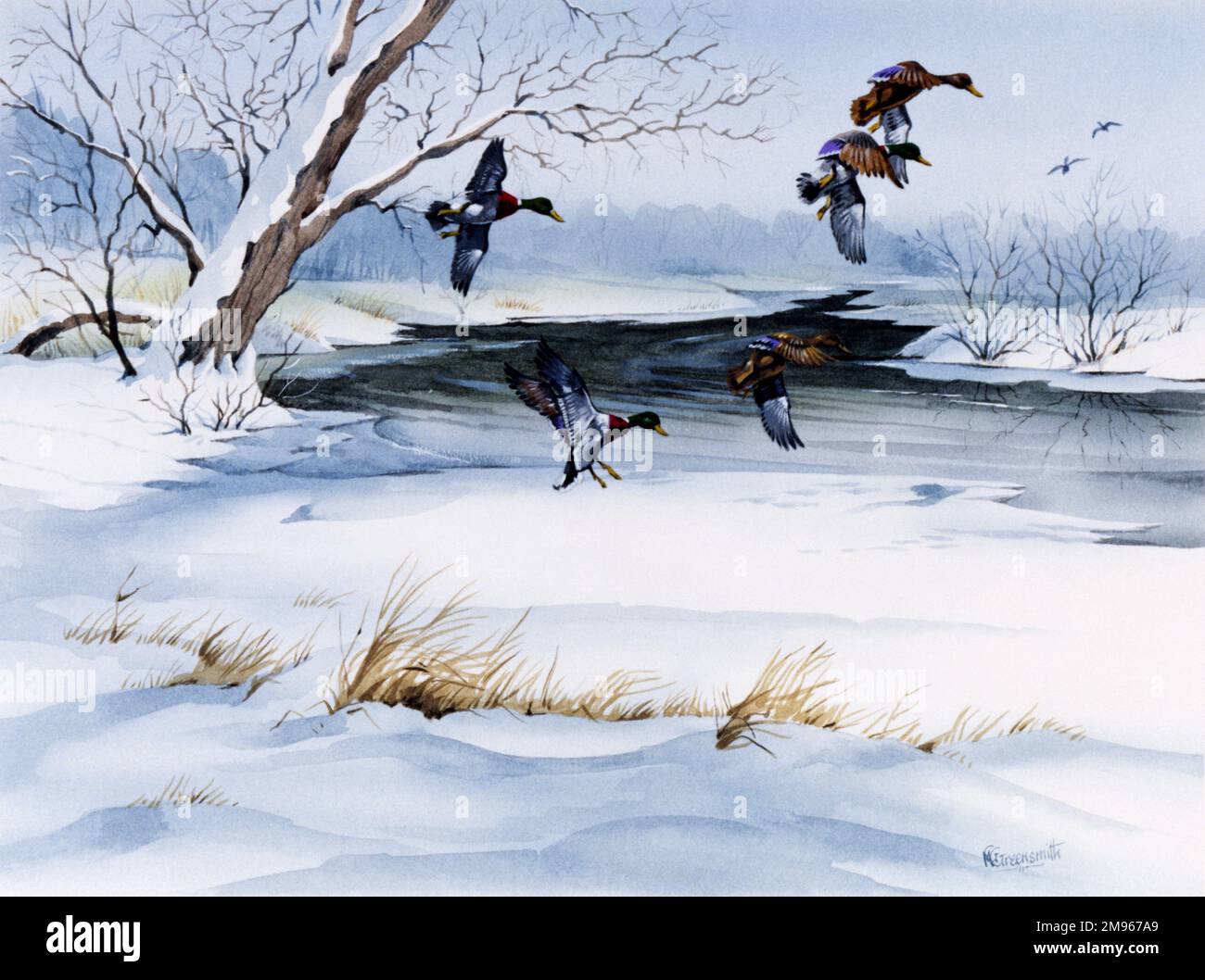 Eine Winterlandschaft auf dem Land mit Schnee auf dem Boden und Enten, die über den Himmel fliegen. Stockfoto