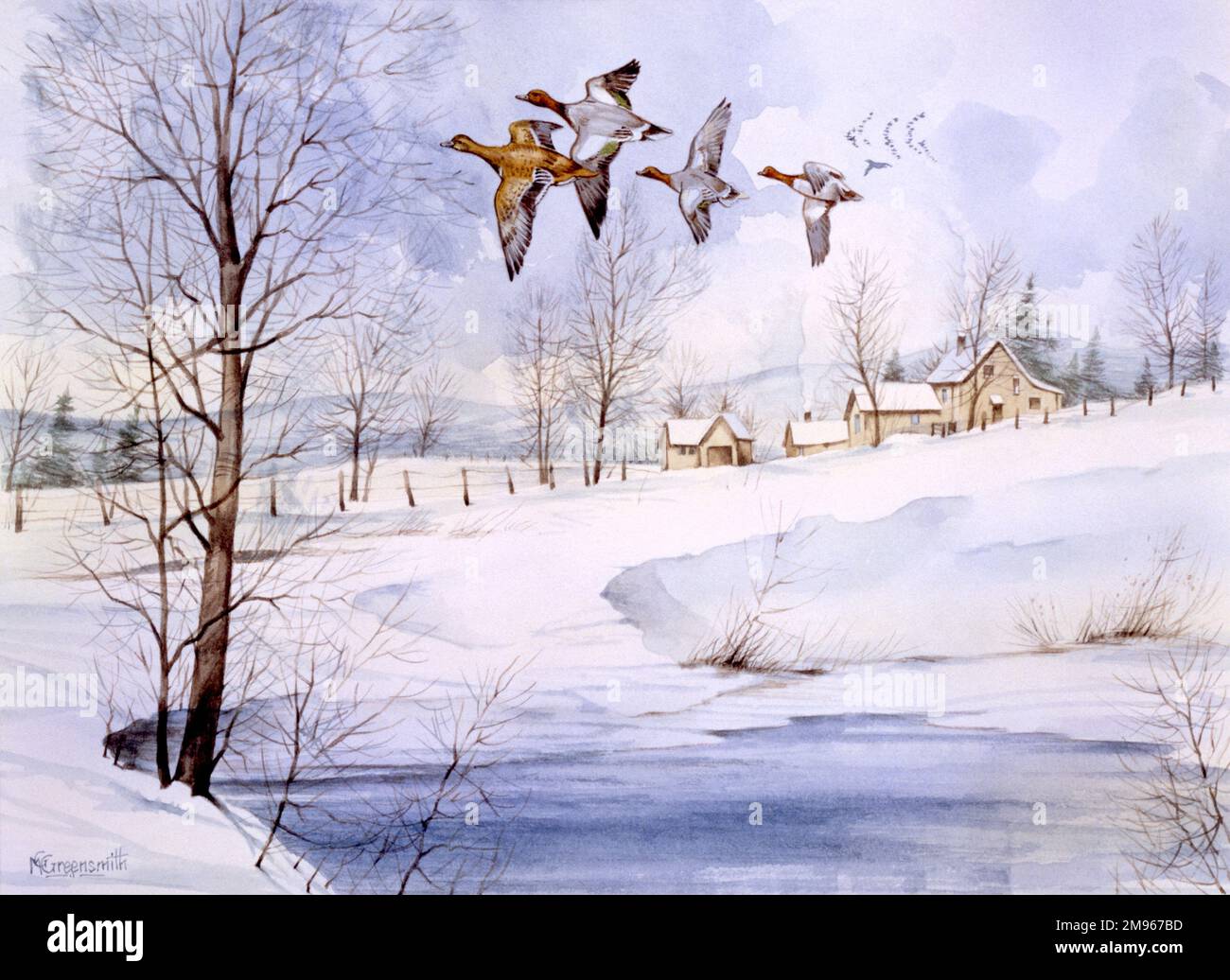 Eine schneebedeckte Landschaft im Winter mit vier fliegenden Enten. Stockfoto