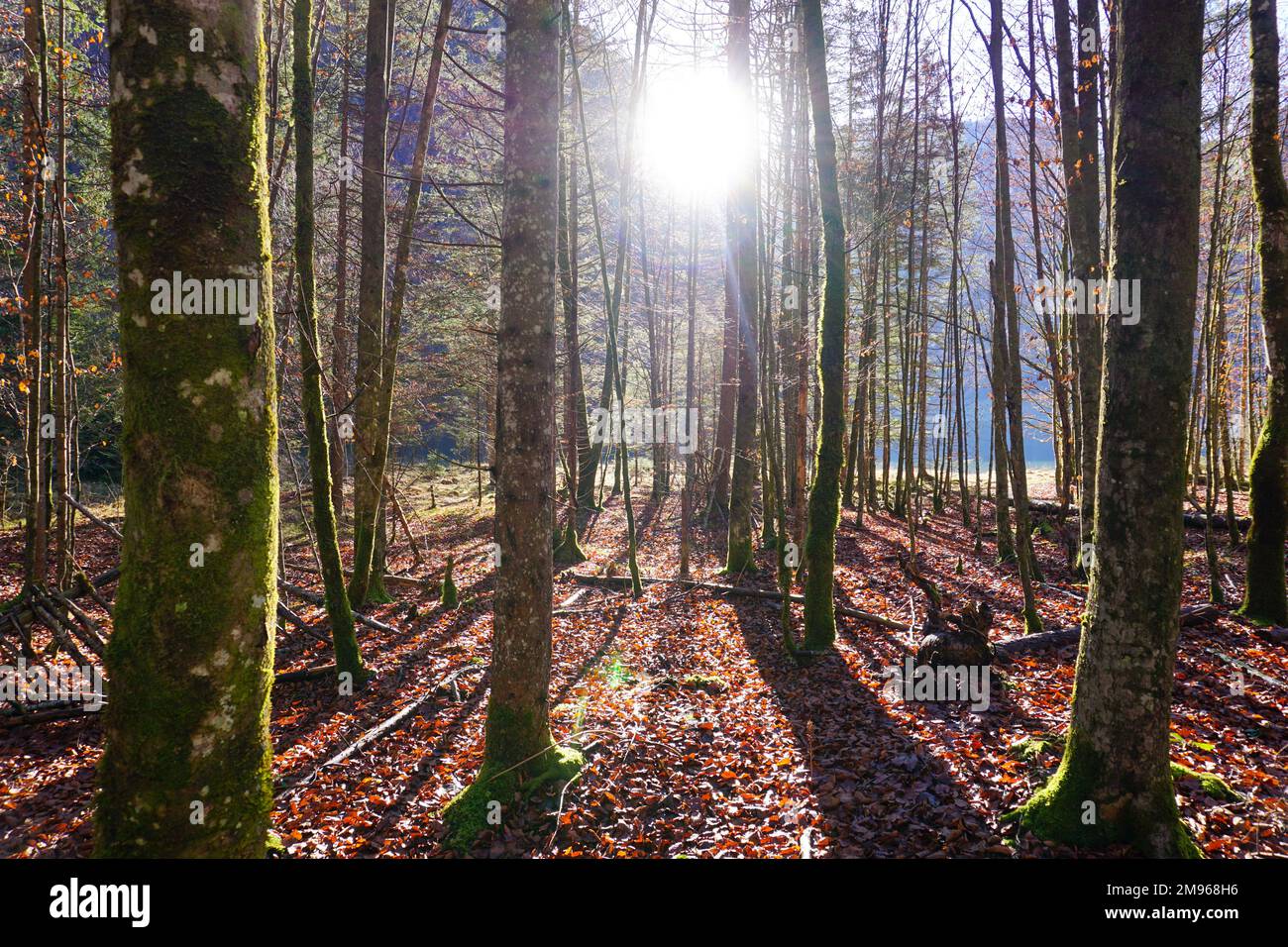 Die Sonnenstrahlen scheinen durch den Wald mit braunen Blättern auf dem Boden und blenden den Beobachter auf der Insel Königssee Stockfoto