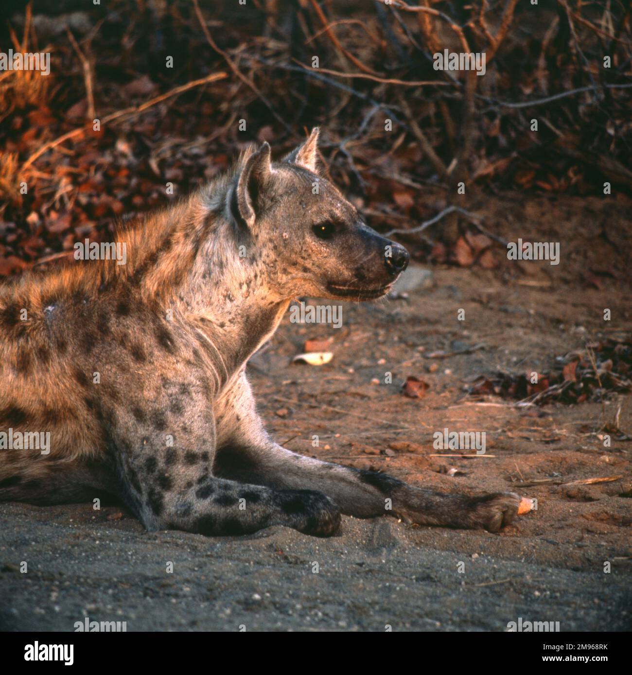 Eine gesuchte Hyena in Letaba, Kruger-Nationalpark, Südafrika. Der Park ist eines der größten Wildreservate in Afrika und enthält etwa 2000 gespottete Hyänen sowie viele andere wilde Tiere. Stockfoto