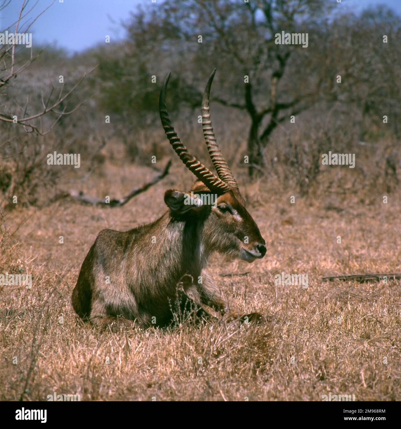 Ein Wasserbock in Timbavati, Kruger-Nationalpark, Südafrika. Der Park ist eines der größten Wildreservate in Afrika und enthält rund 5000 Wasserbucks sowie viele andere wilde Tiere. Stockfoto