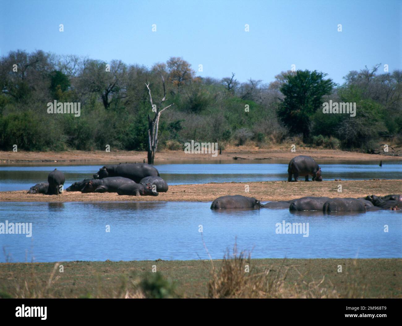 Eine Gruppe von Nilpferden in Tshokwane, Kruger-Nationalpark, Südafrika. Der Park ist eines der größten Wildreservate in Afrika und beherbergt etwa 3000 Flusspferde sowie viele andere wilde Tiere. Stockfoto
