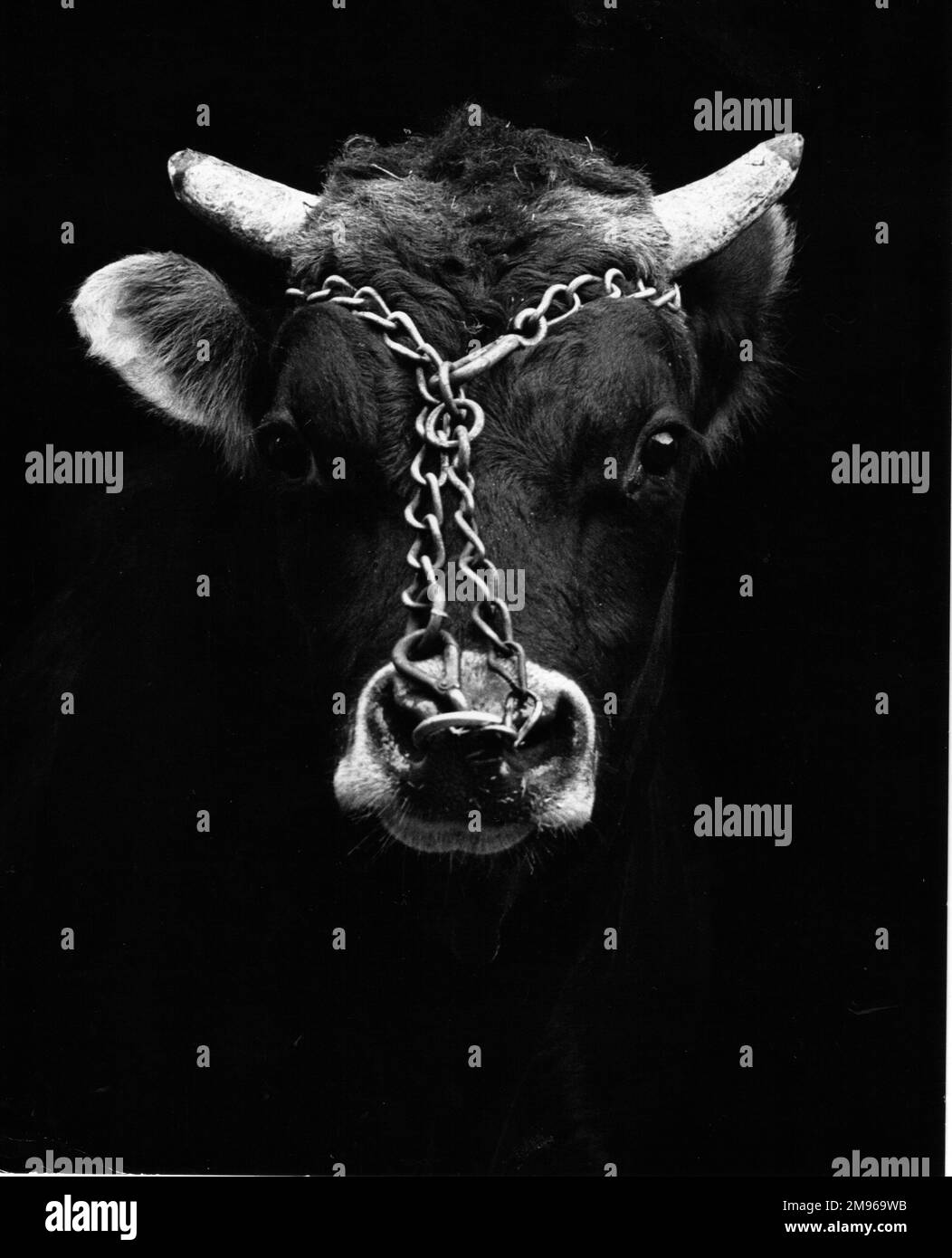 Ein eher traurig aussehender Stier mit einem Ring in der Nase und einer Kette um den Kopf. Stockfoto
