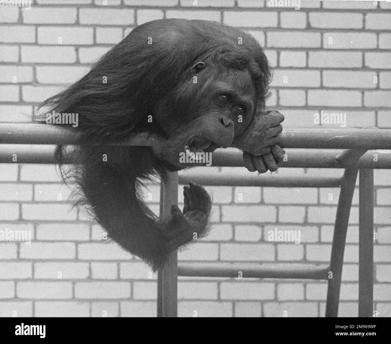 Ein Orang-Utan, der auf seinem Sitz im Zoo sitzt. Durch den heftigen Gesichtsausdruck scheint er verärgert oder verärgert zu sein. Stockfoto