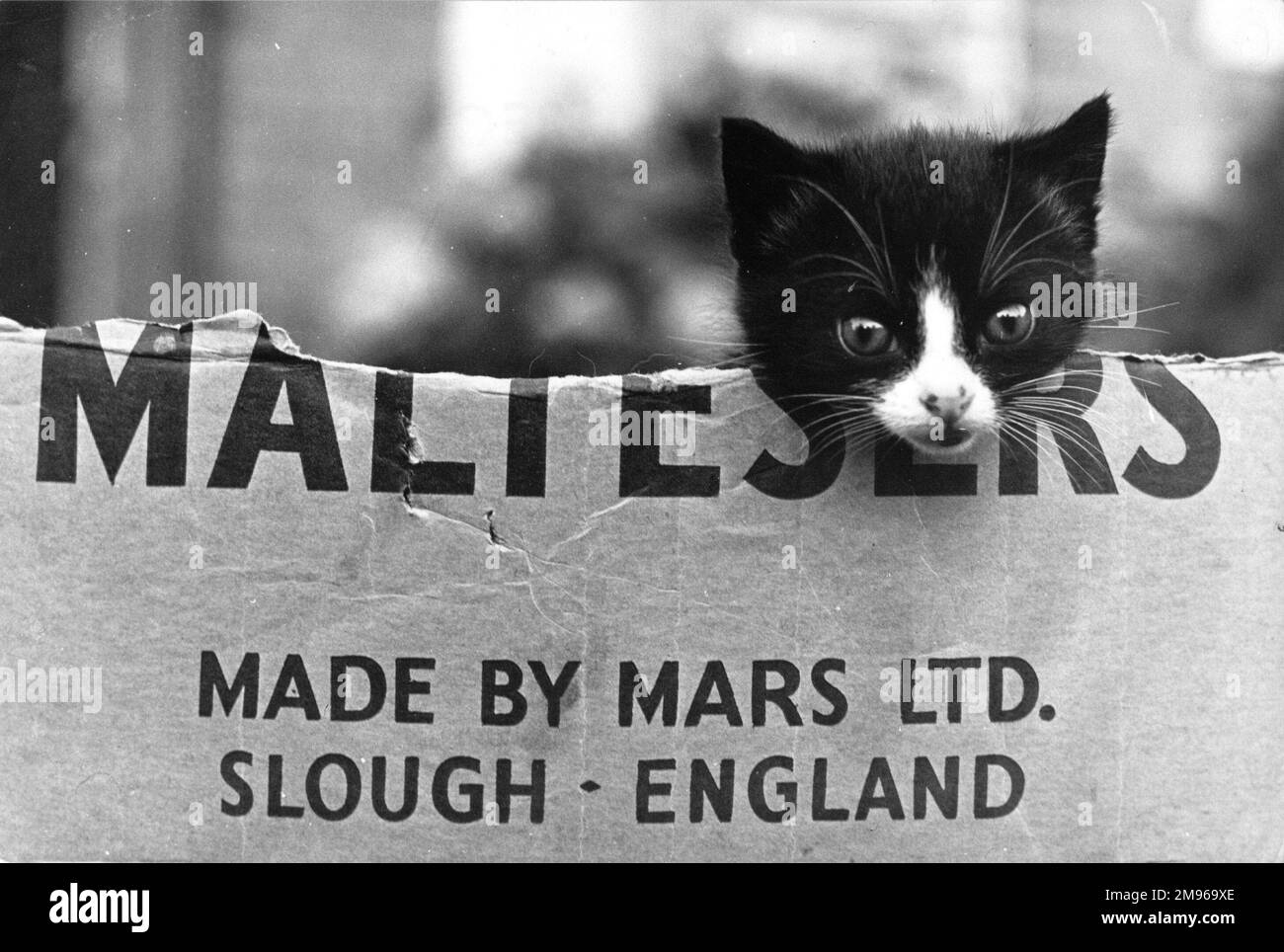 Ein süßes, kleines schwarz-weißes Kätzchen sticht sich den Kopf aus einem Karton der Mars Maltesers Stockfoto