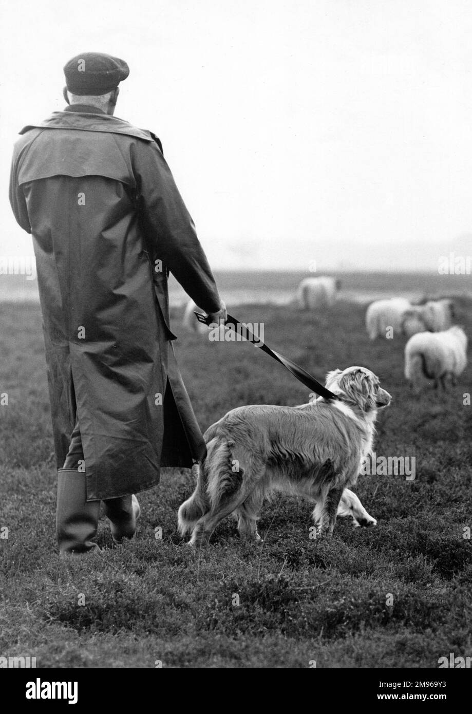 Ein Schäfer auf den Feldern mit seinem Hund an der Spur und ein paar Schafen vor ihnen. Stockfoto