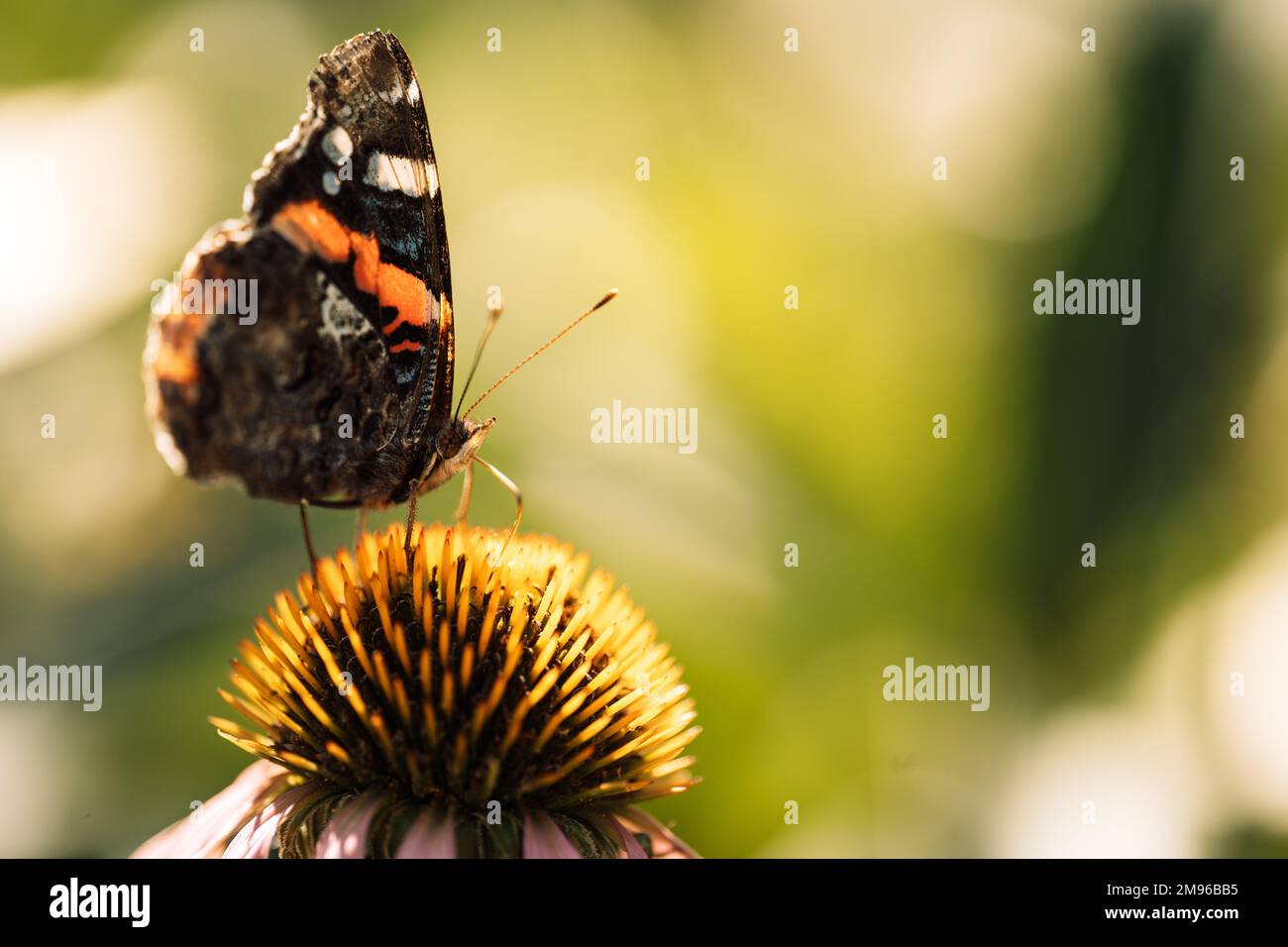 Ein schöner Schmetterling frisst Pollen von einer Blume mit rosa Blütenblättern Stockfoto