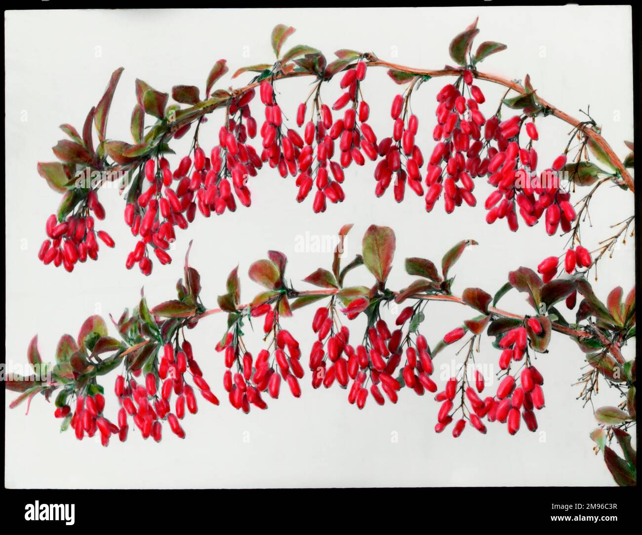 Zwei Zweige von Berberis Carvellii (Barbeeren- oder pepperidge-Busch) der Familie der Berberidaceae, voller leuchtend roter Beeren, die kleine Vögel ernähren. Stockfoto