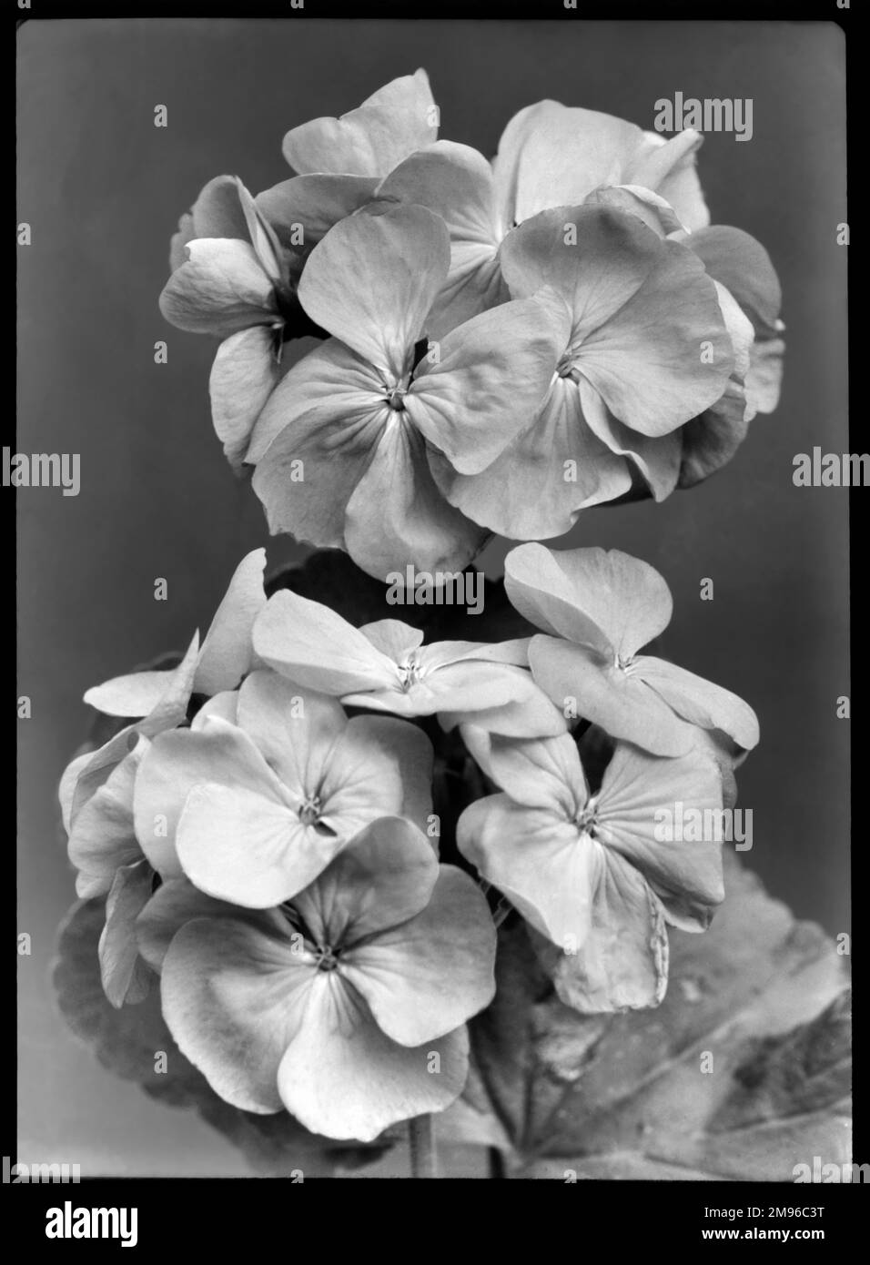 Pelargonium Sir Thomas Hanbury aus der Familie Geraniaceae, mit leuchtend orange-roten Blumen. Es ist benannt nach dem englischen Stoffhändler, Quaker Philanthrop und Pflanzenliebhaber, der in Wisley und in Italien Gärten gründete. Stockfoto
