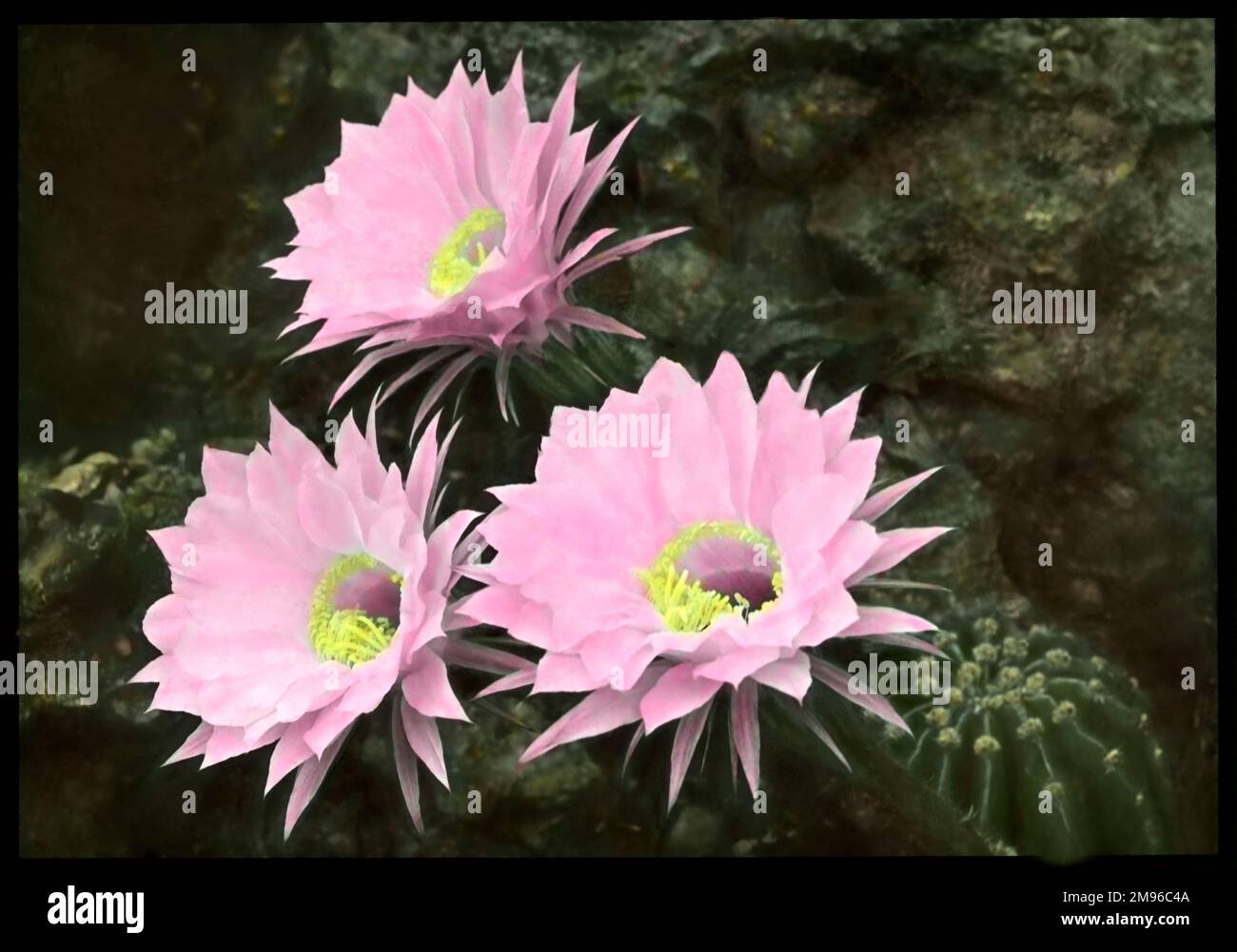 Echinopsis Multiplex, eine saftige Pflanze aus der Familie der Kakteen (Kakteen). Der Name leitet sich von „Echinos“ ab, d. h. Igel oder Seeigel, und von „opsis“, d. h. von der dichten Abdeckung der Wirbelsäule der Pflanze. Nahaufnahme von drei leuchtend rosa Blumen mit gelben Mittelpunkten. Stockfoto