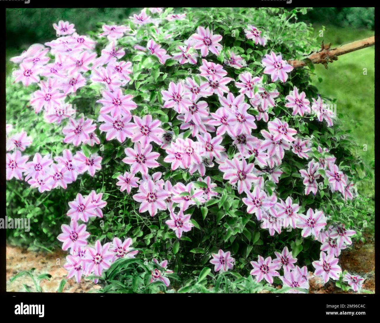 Clematis Nelly Moser, eine robuste Kletterpflanze der Butterblütenfamilie Ranunculaceae (Languinosa-Gruppe), mit Blumen in zwei rosa Schattierungen. Stockfoto