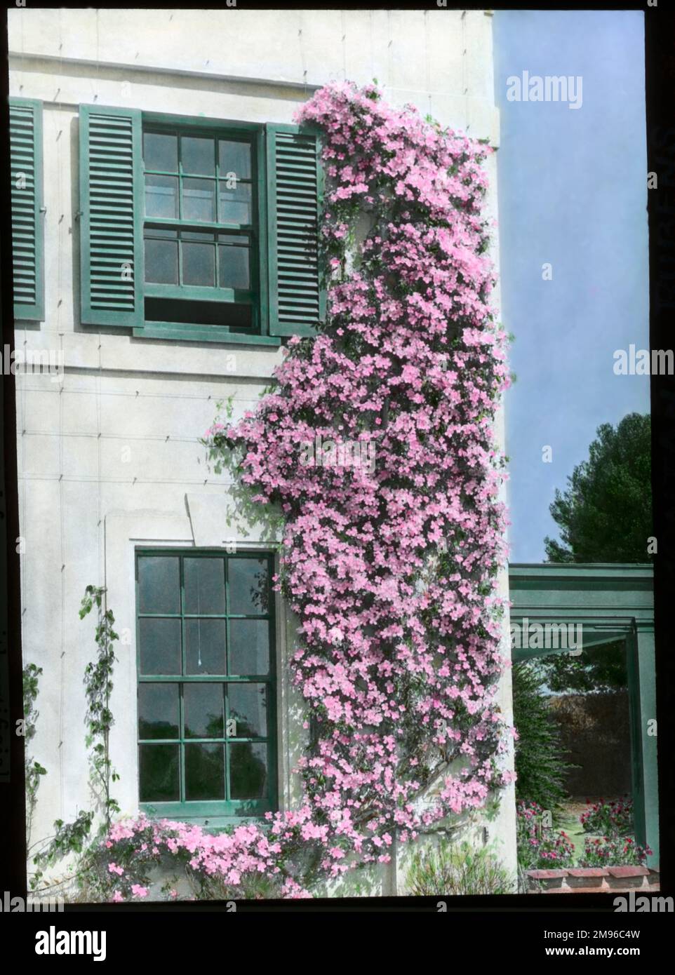 Clematis Montana Rubens, eine robuste Kletterpflanze der Butterblütenfamilie Ranunculaceae, mit rosa Blumen. Hier an der Seite eines Hauses aufwachsen zu sehen, in einem schönen Kontrast zu den weißen Wänden und grünen Fensterläden. Stockfoto