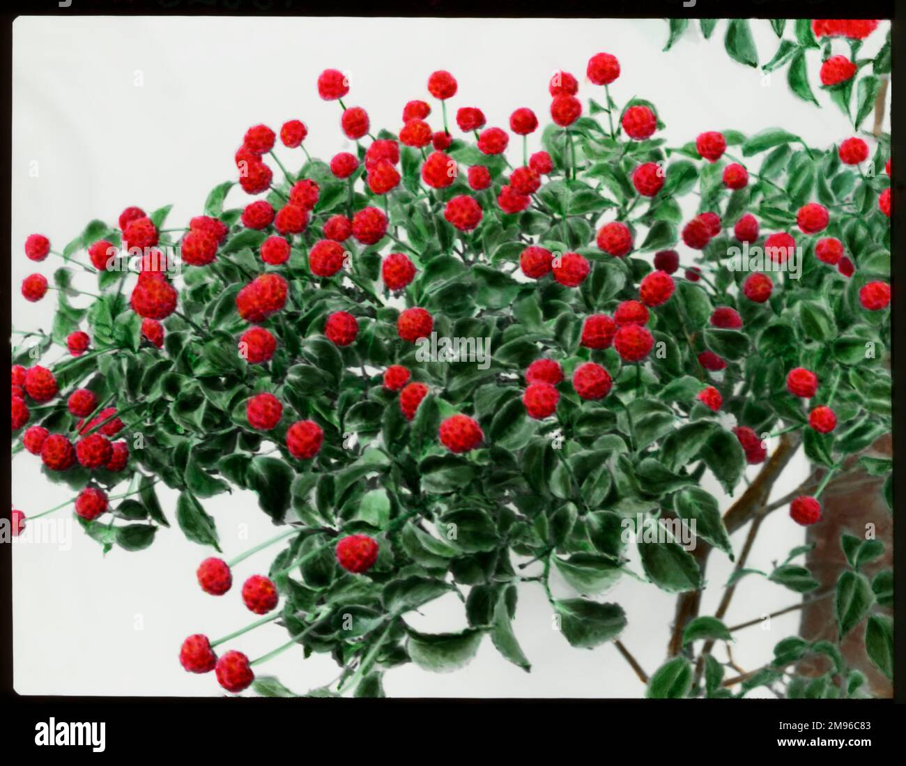 Cornus Kousa oder Benthamidia Kousa (japanischer Blumenhund), ein harter Strauch oder kleiner Baum aus Japan und Korea, der Familie der Cornaceae. Hier sehen Sie leuchtend rote Beeren, die essbar sind. Stockfoto