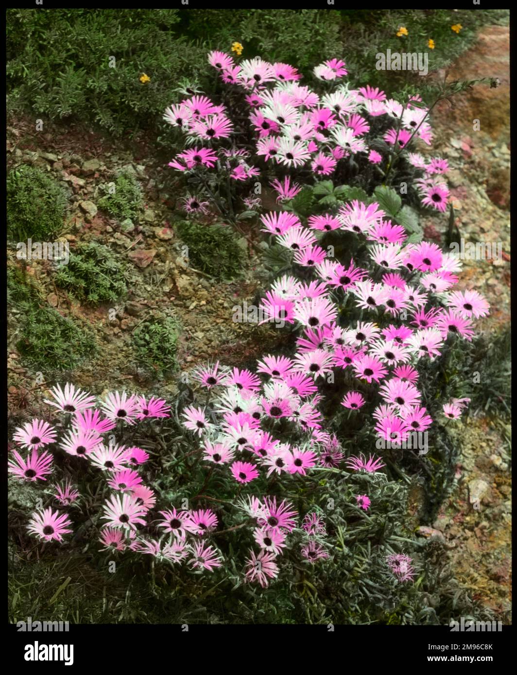 Mesembryanthemum (Mittagsblüte) Tricolor, eine blühende Pflanze der Aizoaceae-Familie, die im südlichen Afrika heimisch ist, mit Blütenblättern in drei verschiedenen Rosa-Schattierungen. Stockfoto