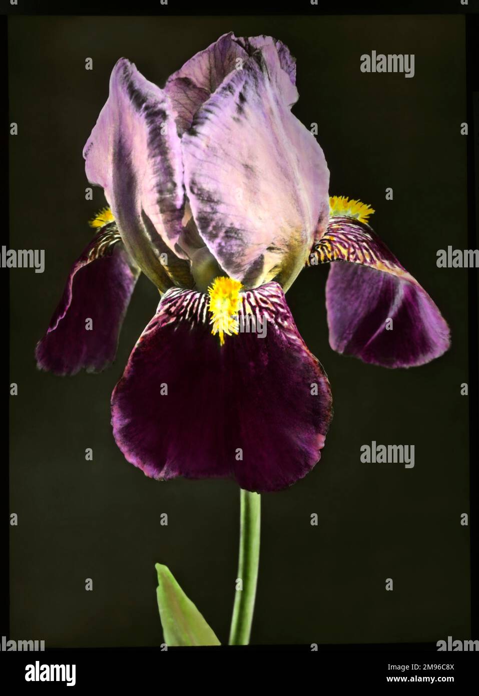 Iris Bruno (Tall Beard Iris), eine blühende Dauerblüte der Familie Iridaceae, mit Gold-, Lila- und Braunfärbung. Eine Nahaufnahme des Kopfes in voller Blüte. Stockfoto