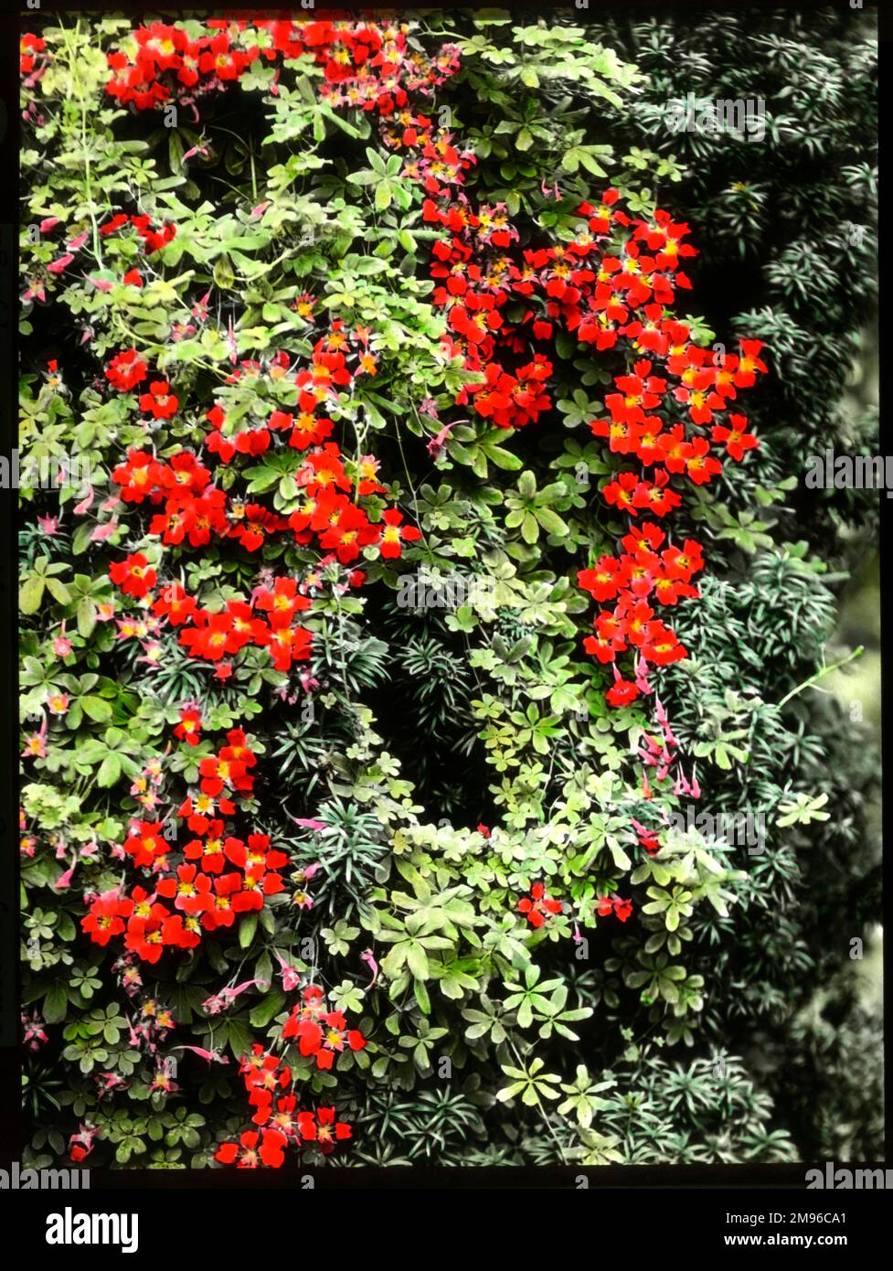 Tropaeolum Speciosum (Flammenblume), eine halbharte, mehrjährige Nasturtium-Kletterpflanze der Familie Tropaeolaceae mit purpurroten Blüten. Stockfoto