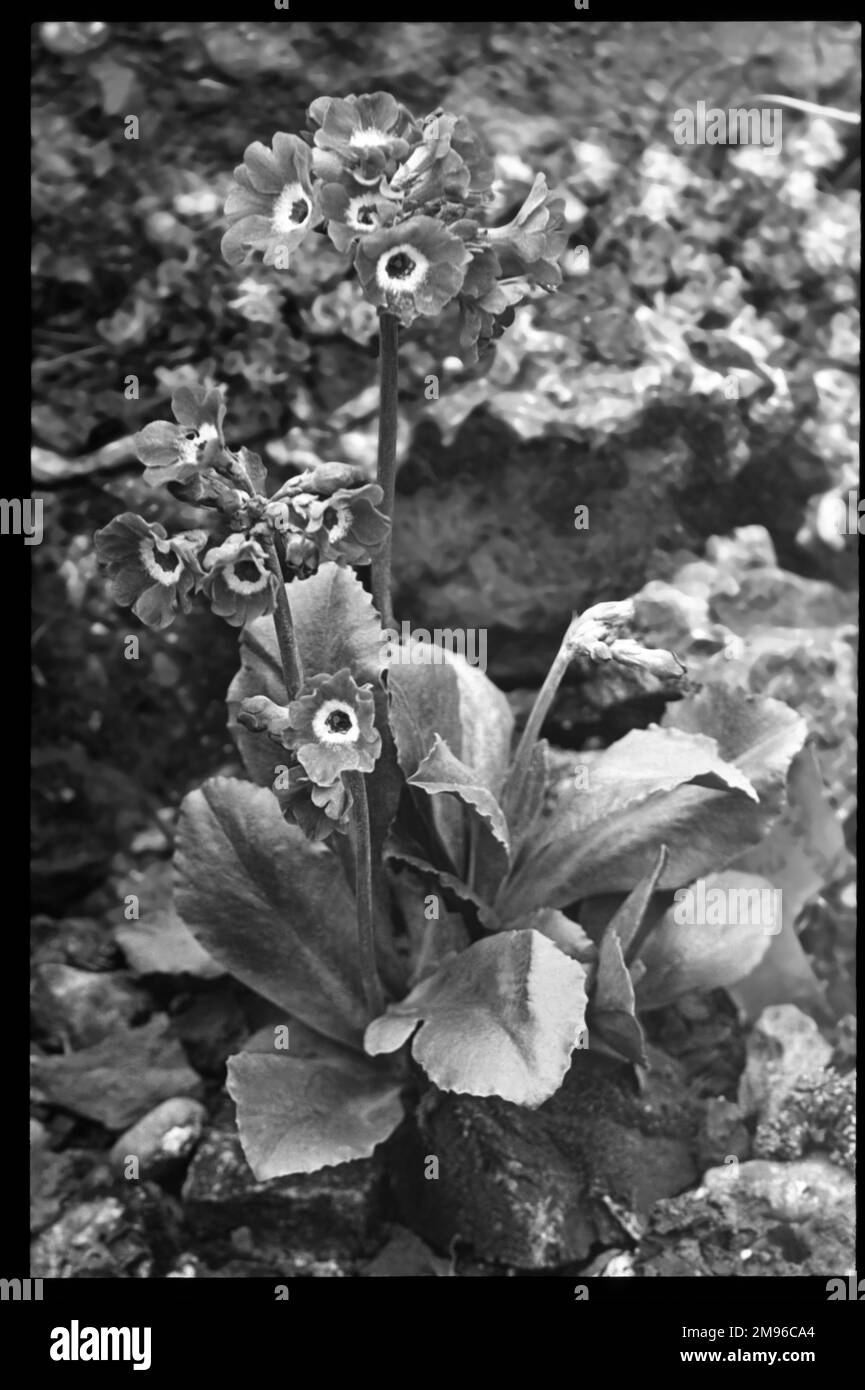 Primula Auricula (Bear's ear Primrose), Keltic King, eine blühende Pflanze der Familie der Primulaceae. Der lateinische Name primula bezieht sich auf Blumen, die zu den ersten gehören, die im Frühjahr eröffnet werden. Stockfoto