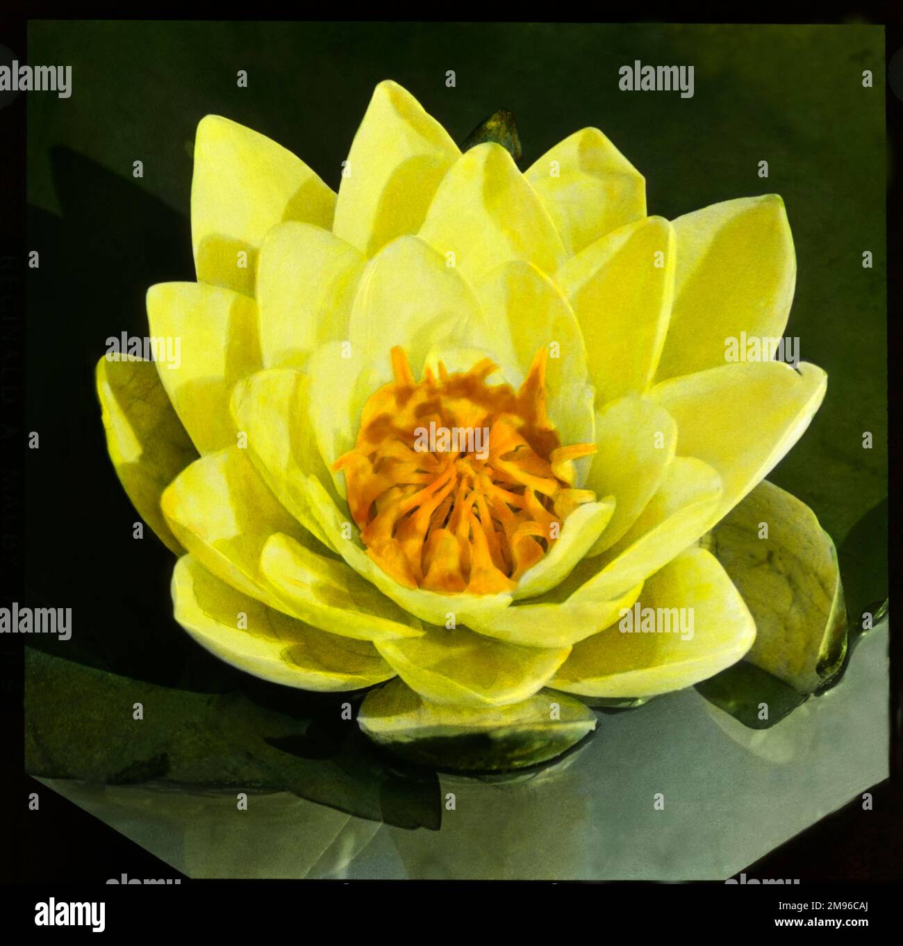 Nymphaea Mooreana (Water Lily), eine akquatische Pflanze der Familie der Nymphaeaceae. Es hat eine gelbe Blume mit einer orangefarbenen Mitte. Stockfoto