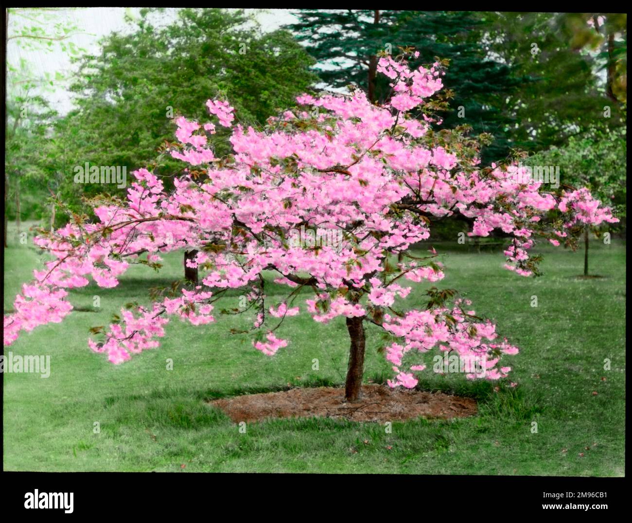 Prunus (Kirschblüte), beladen mit leuchtend rosa Blüten. Stockfoto