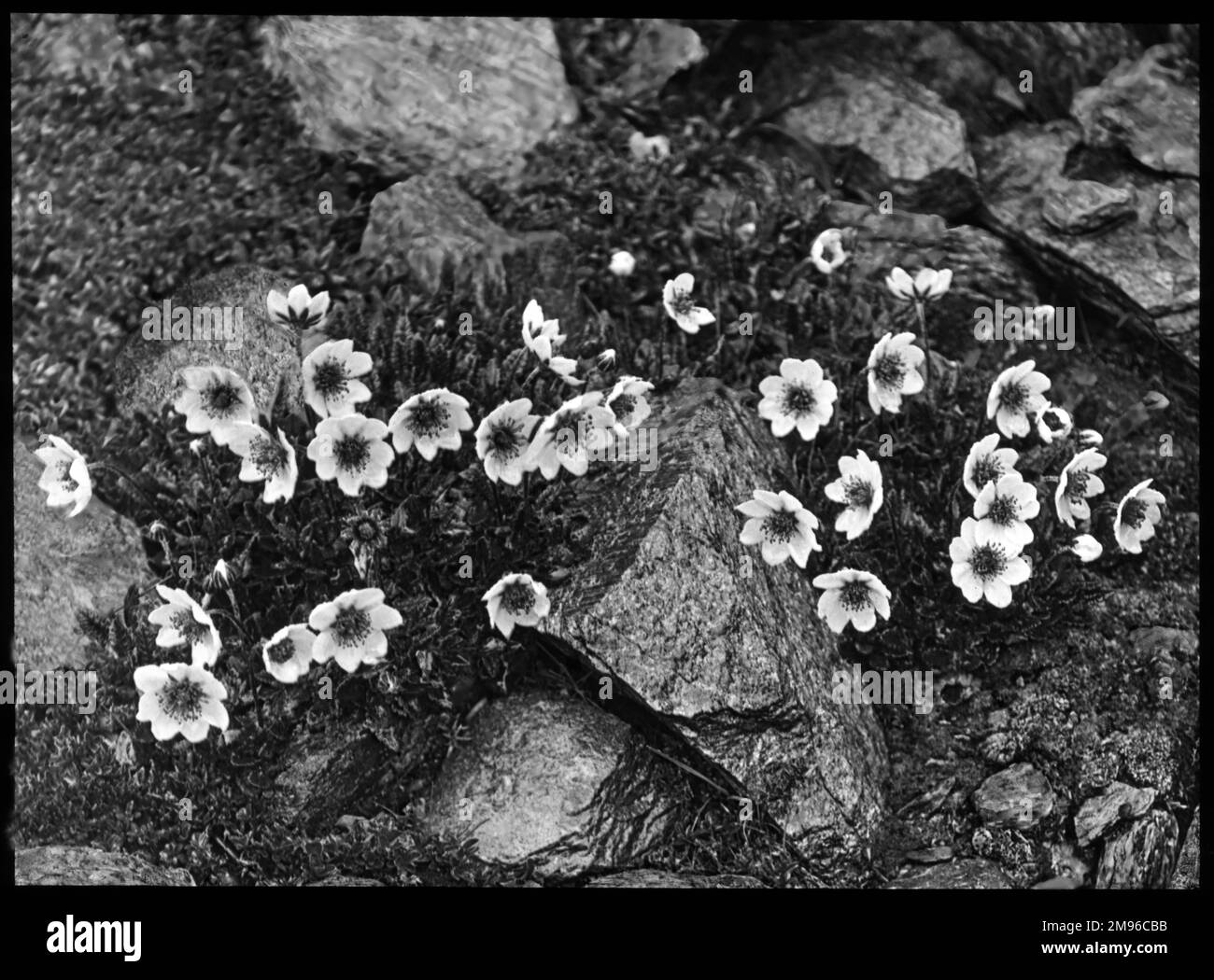 Dryas octopetala (Mountain Avens, White Dryas, White Dryad), eine arktisch-alpine Blütenpflanze der Familie Rosaceae mit cremigen Blütenblättern. Hier wachsen sie in einer felsigen Umgebung. Der Name Octopetala bezieht sich auf das Vorhandensein von acht Blütenblättern, eine ungewöhnliche Zahl in den Rosaceae. Stockfoto