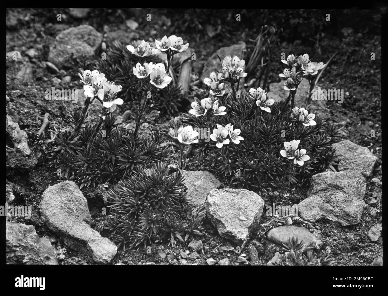 Saxifraga Elizabethe, eine blühende Pflanze der Familie der Saxifragaceae (gemeinhin als Saxifragen oder Steinbrecher bekannt, da sie in den Rissen zwischen den Felsen wachsen können). Hier wachsen sie in einer felsigen Umgebung. Stockfoto