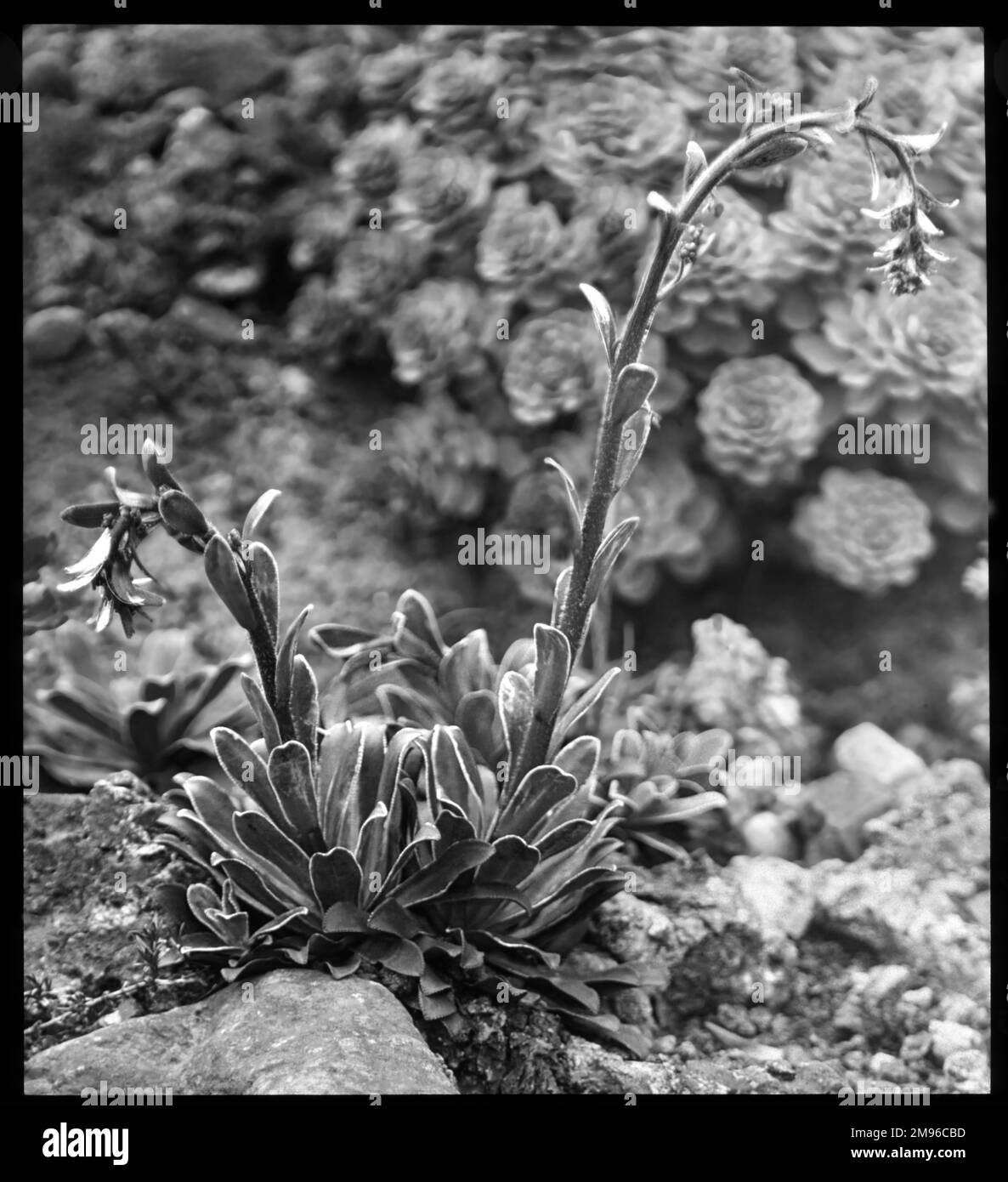 Saxifraga Cotyledon Pyramidalis (große alpine Felsfolie, Großraum Evergreen Saxifrage, Maiden Saxifrage), eine blühende Pflanze der Familie der Saxifragaceae (allgemein bekannt als Saxifragen oder Steinbrecher wegen ihrer Fähigkeit, in den Rissen zwischen Felsen zu wachsen). Stockfoto