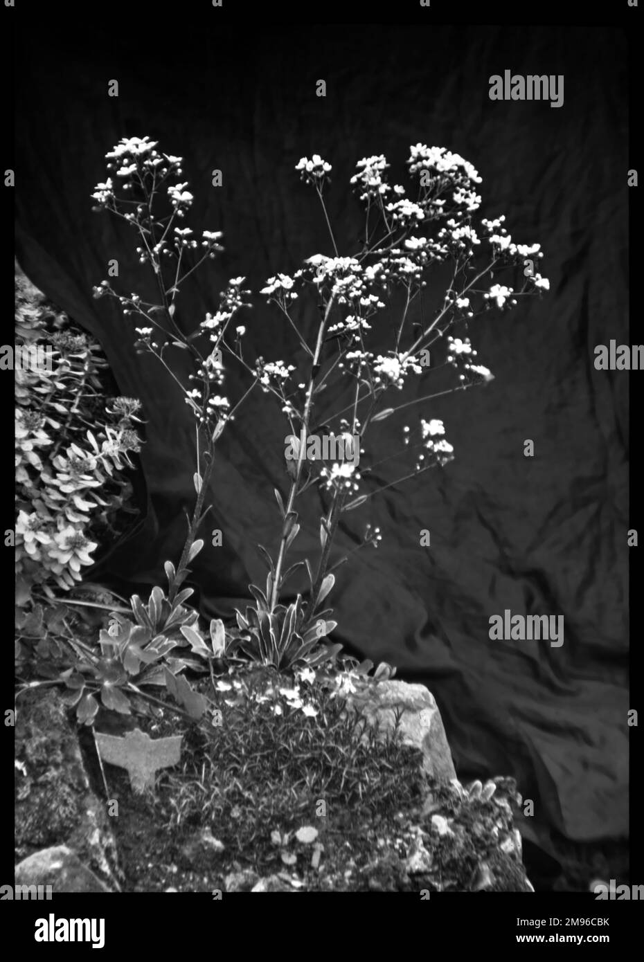 Saxifraga Cotyledon Pyramidalis (große alpine Felsfolie, Großraum Evergreen Saxifrage, Maiden Saxifrage), eine blühende Pflanze der Familie der Saxifragaceae (allgemein bekannt als Saxifragen oder Steinbrecher wegen ihrer Fähigkeit, in den Rissen zwischen Felsen zu wachsen). Hier wachsen sie in einer felsigen Umgebung. Stockfoto