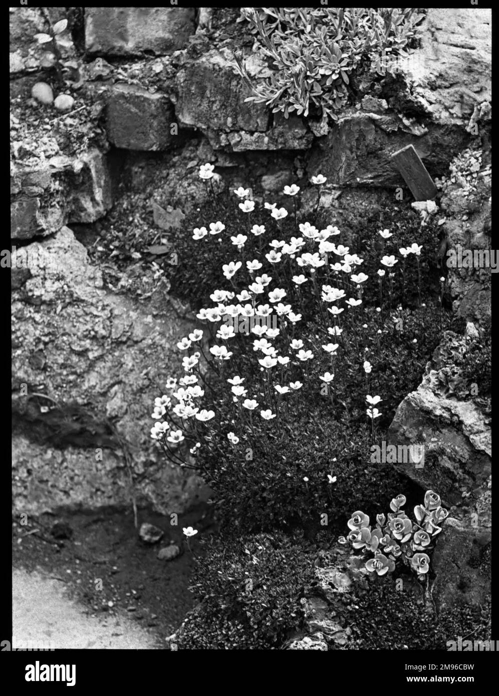 Saxifraga cespitosa (Tufted Saxifrage), eine blühende Pflanze der Familie der Saxifragaceae (gemeinhin als Saxifragen oder Steinbrecher bekannt, da sie in den Rissen zwischen den Felsen wachsen können). Hier in einer felsigen Umgebung gesehen. Stockfoto
