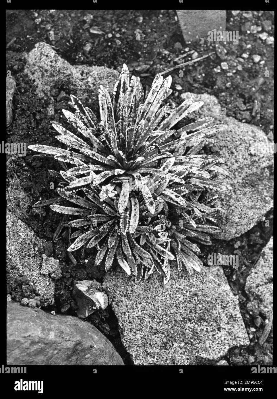 Saxifraga paradoxa, eine harte Alpenpflanze der Familie der Saxifragaceae (gemeinhin als Saxifragen oder Steinbrecher bekannt, da sie in den Rissen zwischen Felsen wachsen können). Hier wachsen sie in einer felsigen Umgebung. Stockfoto