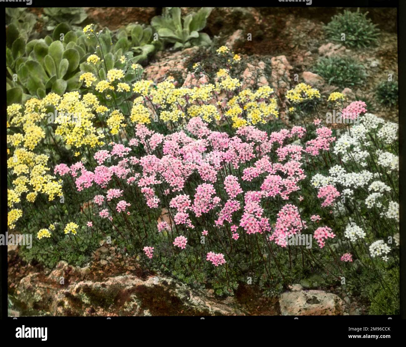 Saxifraga Aizoon (Livelong Saxifrage), eine blühende Pflanze der Familie der Saxifragaceae (gemeinhin als Saxifragen oder Steinbrecher bekannt, da sie in den Rissen zwischen den Felsen wachsen können). Hier wachsen sie in einer felsigen Umgebung neben den Sorten Lutea und Rosea. Stockfoto