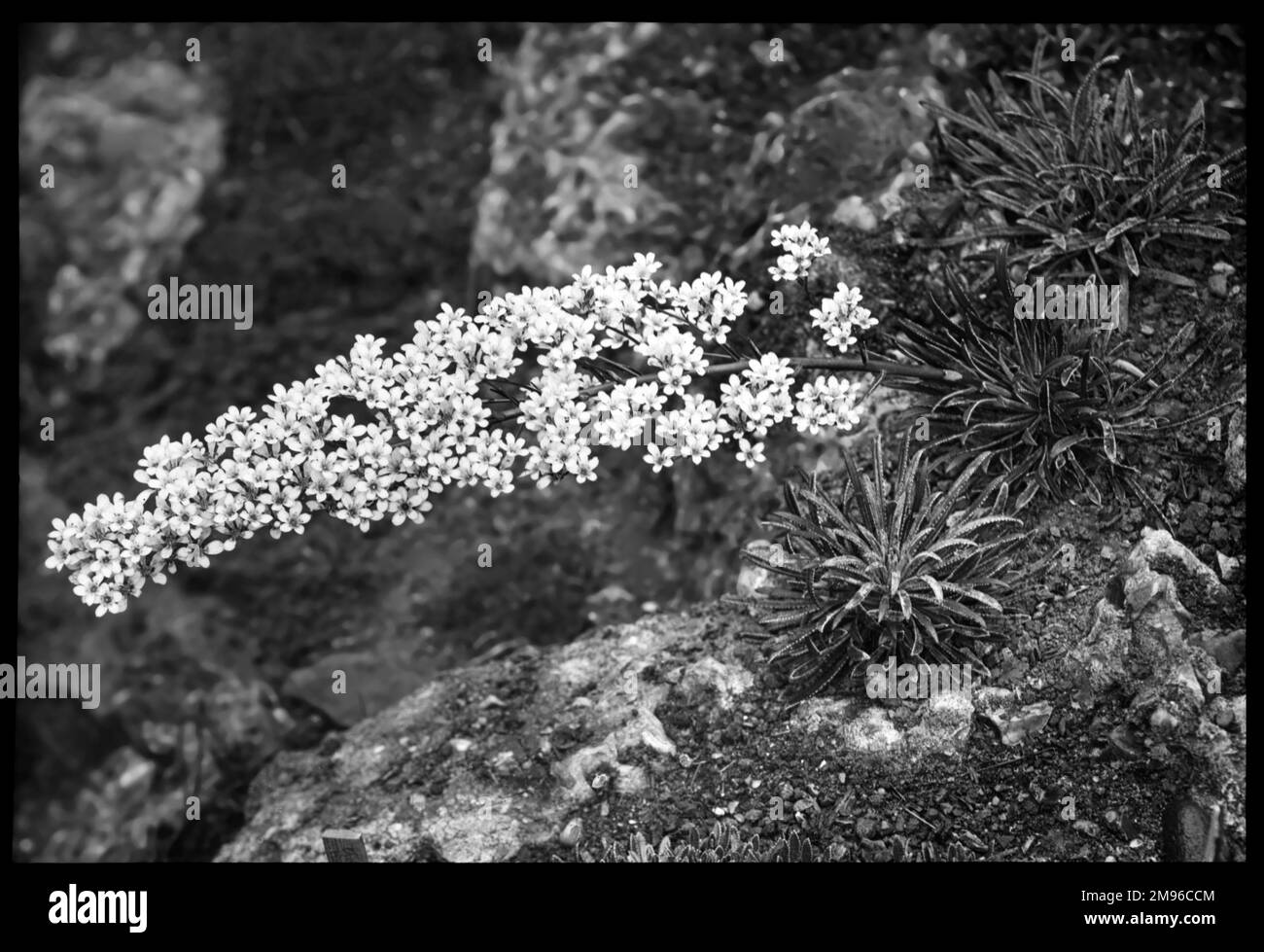 Saxifraga lingulata aus der Familie der Saxifragaceae (aufgrund ihrer Fähigkeit, in den Rissen zwischen den Felsen zu wachsen, gemeinhin als Saxifrage oder Steinbrecher bekannt). Hier wachsen sie in einer felsigen Umgebung im Malby Garten. Es hat weiße Blumen und wächst im Mai und Juni in eleganten Sprays. Stockfoto