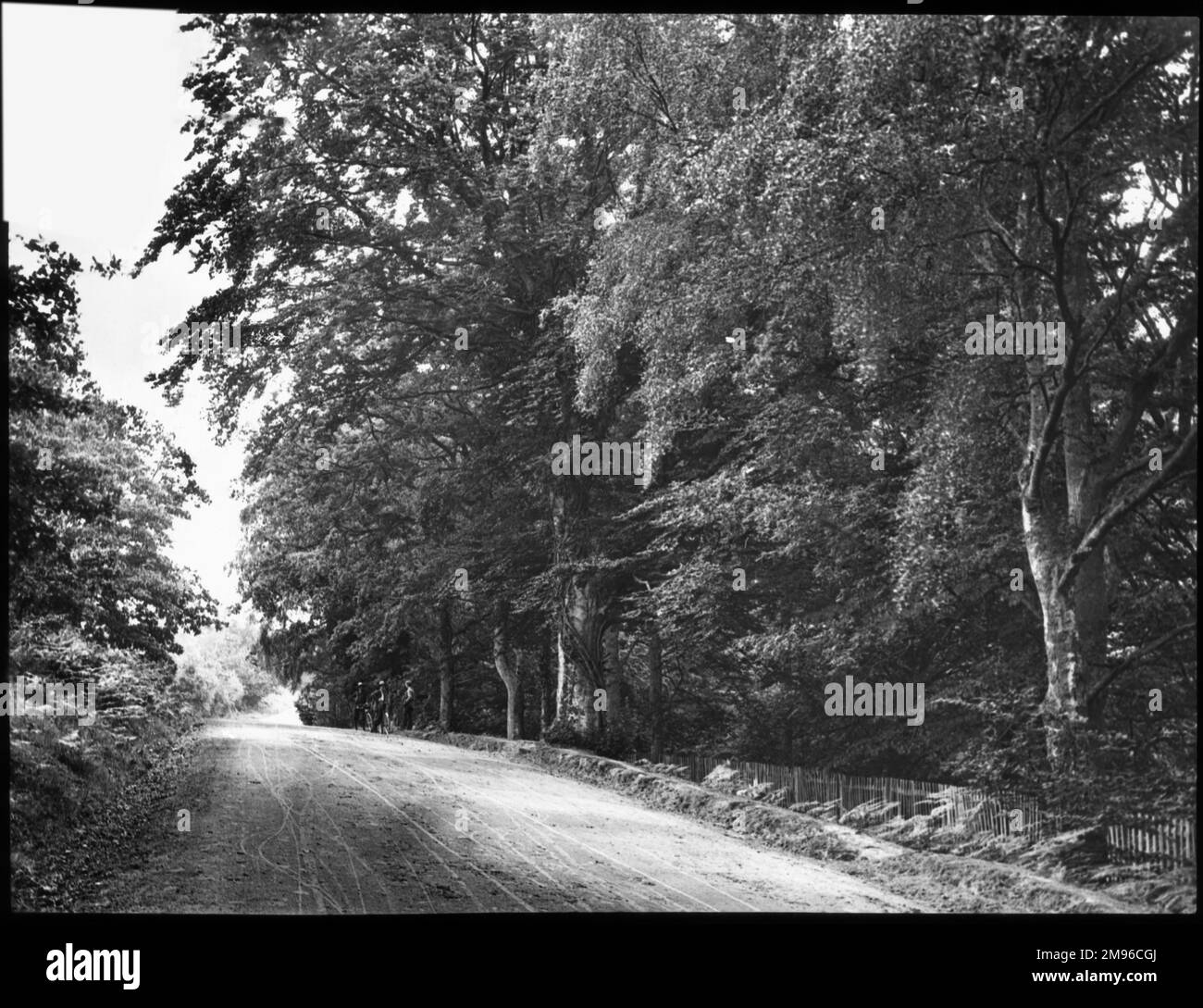 Eine unidentifizierte Landstraße, gesäumt von Bäumen. Stockfoto