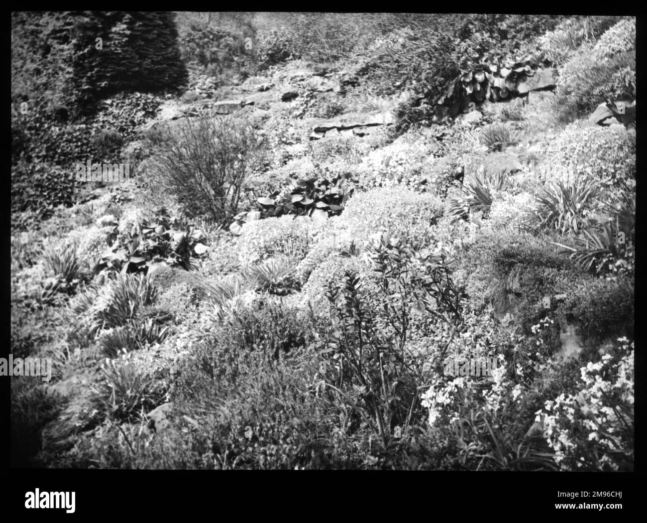 Ein unidentifizierter Garten mit Pflanzen, die auf einem Felsen wachsen. Stockfoto